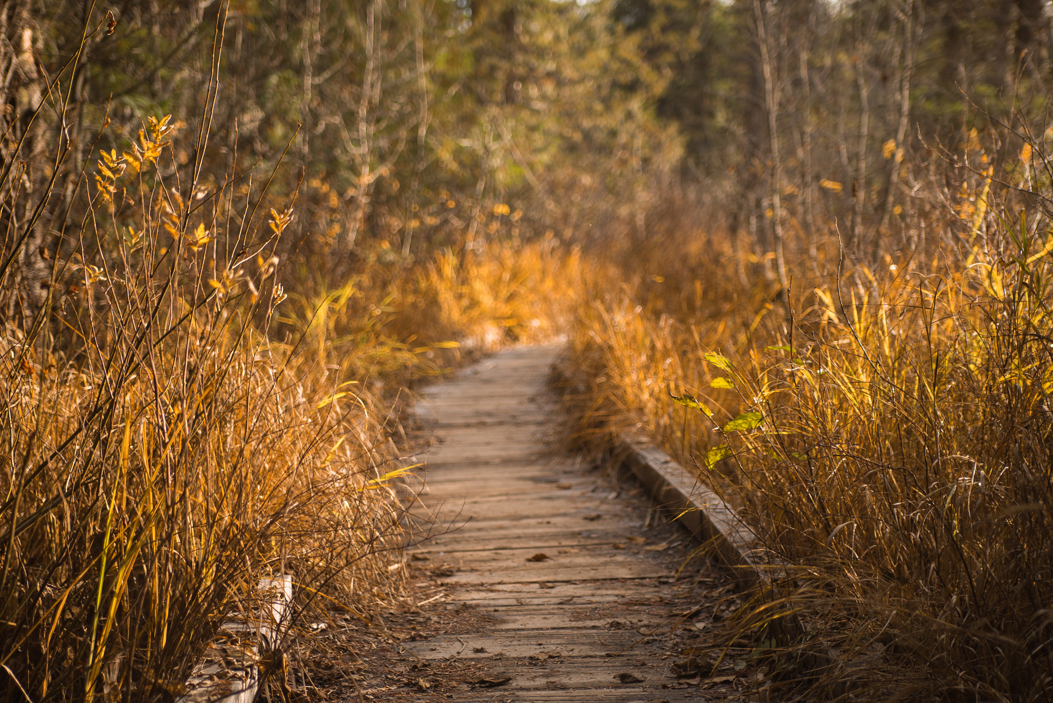 Sony a7S + Minolta AF 28-70mm F2.8 G sample photo. Shortcut photography