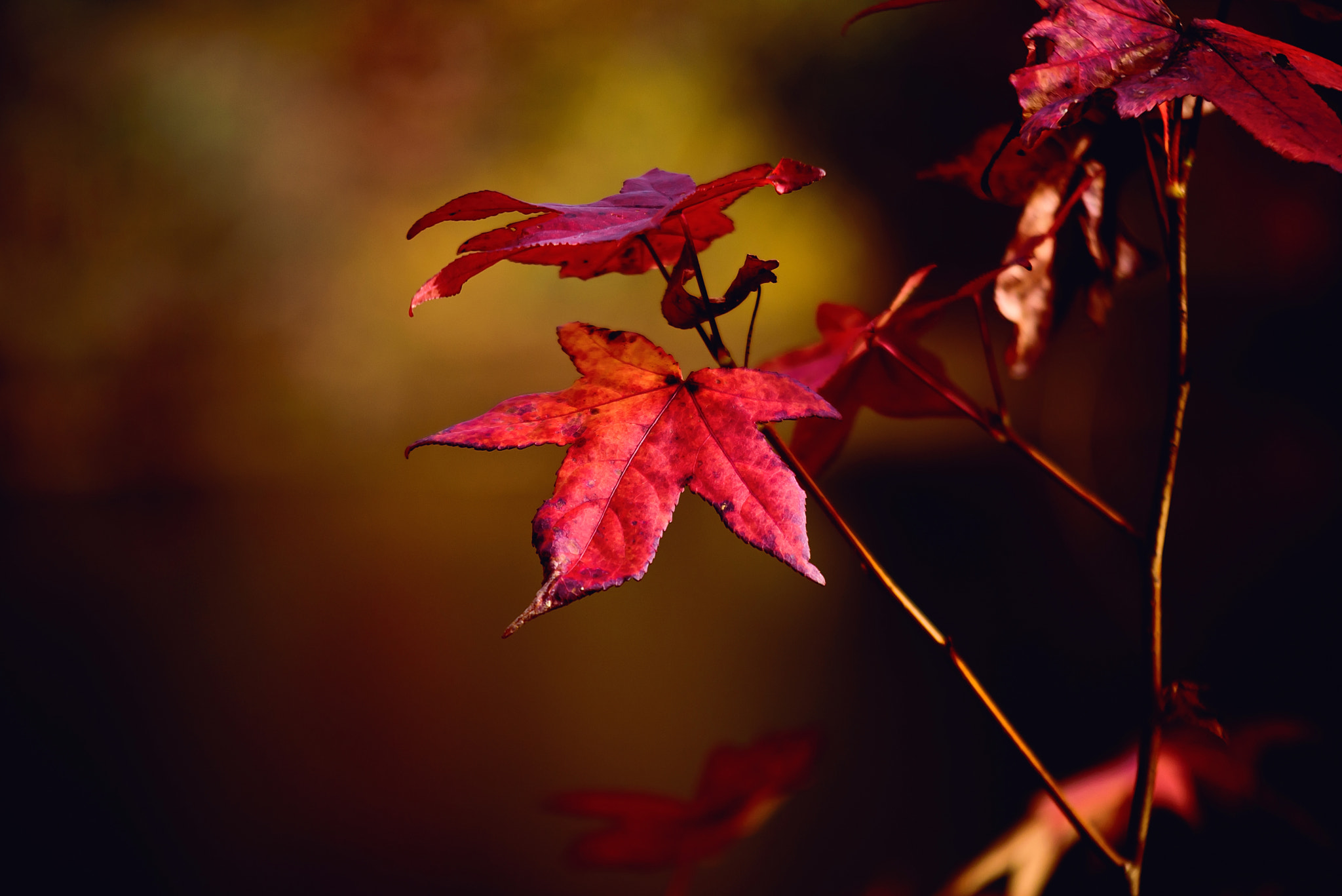 Nikon D750 sample photo. Autumn maple photography