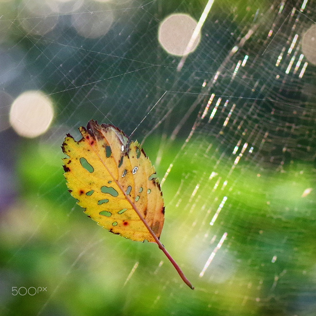 Tamron SP AF 90mm F2.8 Di Macro sample photo. Leaf photography