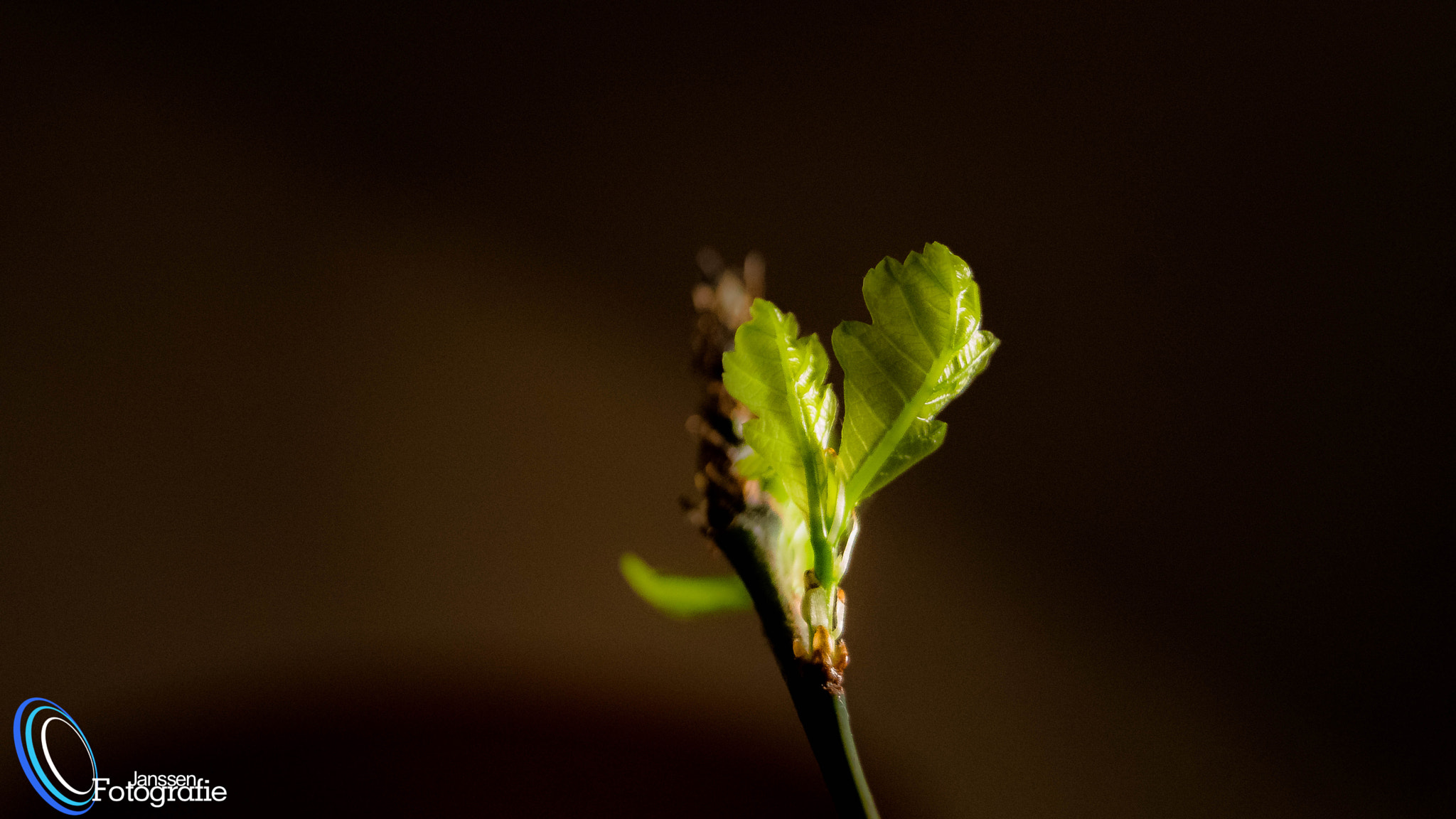 Sony DT 18-55mm F3.5-5.6 SAM II sample photo. Neubeginn ! photography