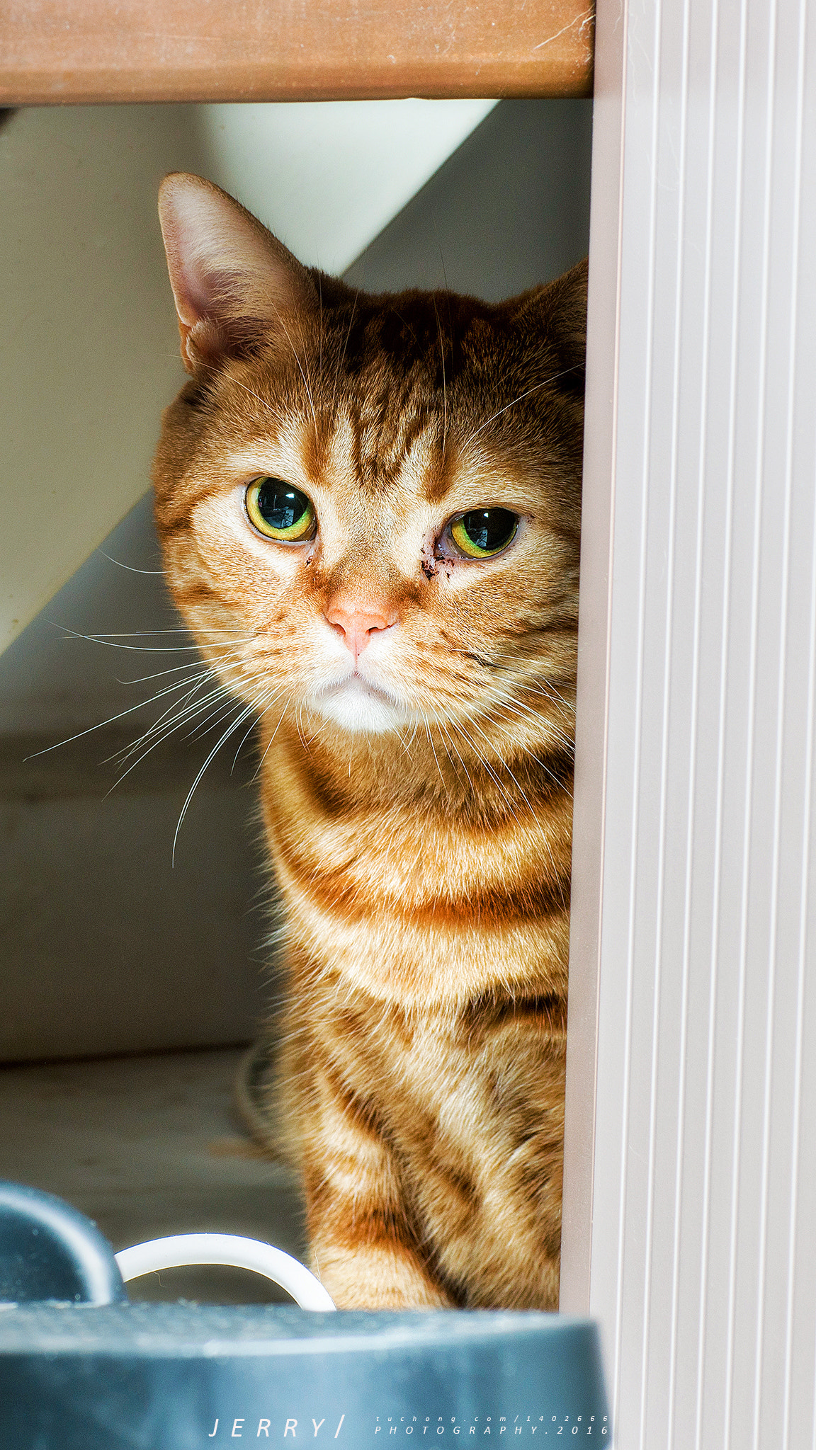 Canon EF 85mm F1.2L II USM sample photo. Cute pet photography