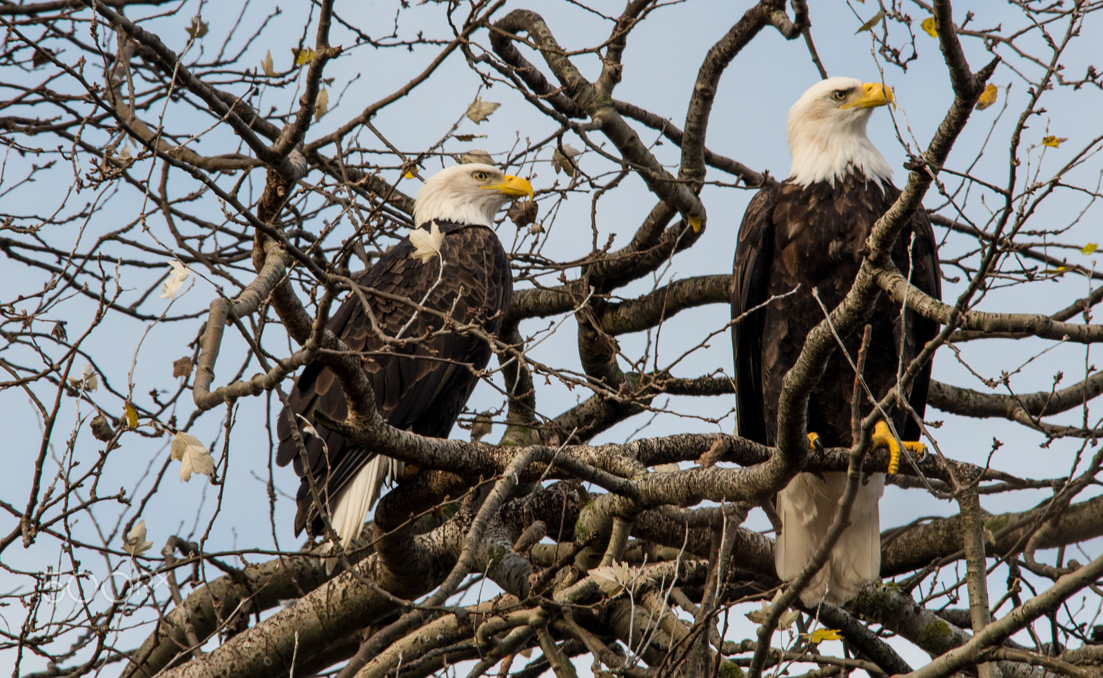Sigma 150-500mm F5-6.3 DG OS HSM sample photo. Bald eagles photography