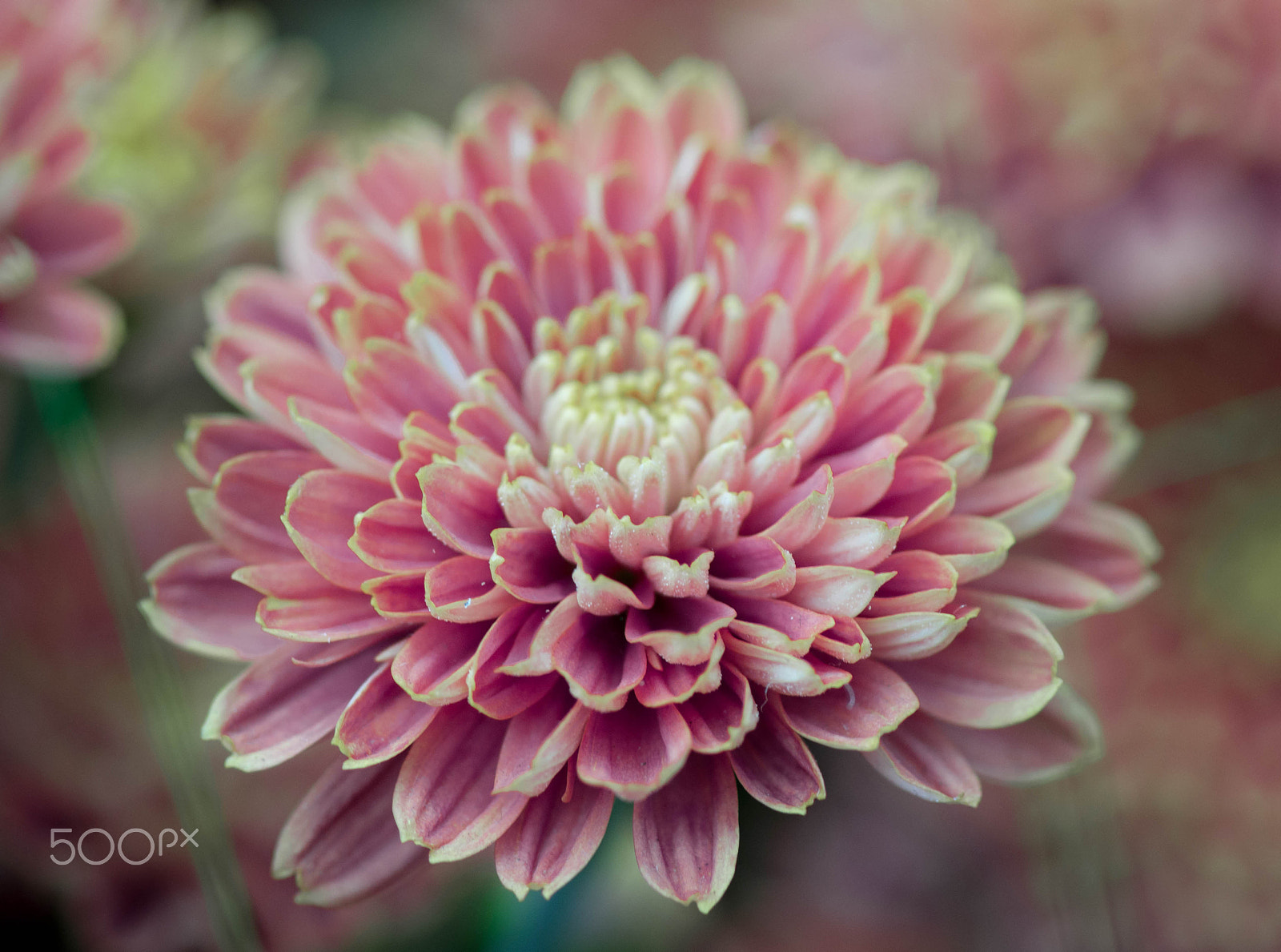 Minolta AF 100mm F2.8 Macro [New] sample photo. "amiko bronze" -  purple yellow chrysanthemum photography