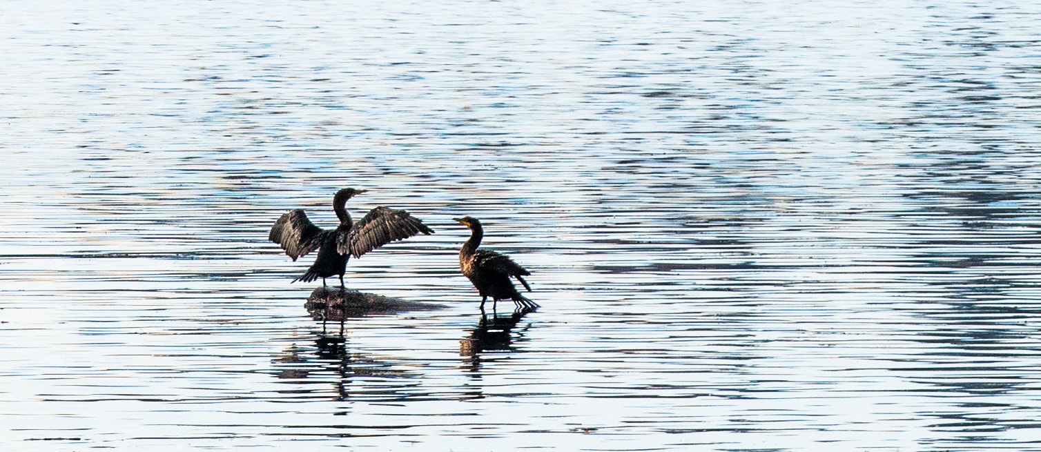 Olympus OM-D E-M5 II + Panasonic Lumix G X Vario 35-100mm F2.8 OIS sample photo. Sunbathing photography