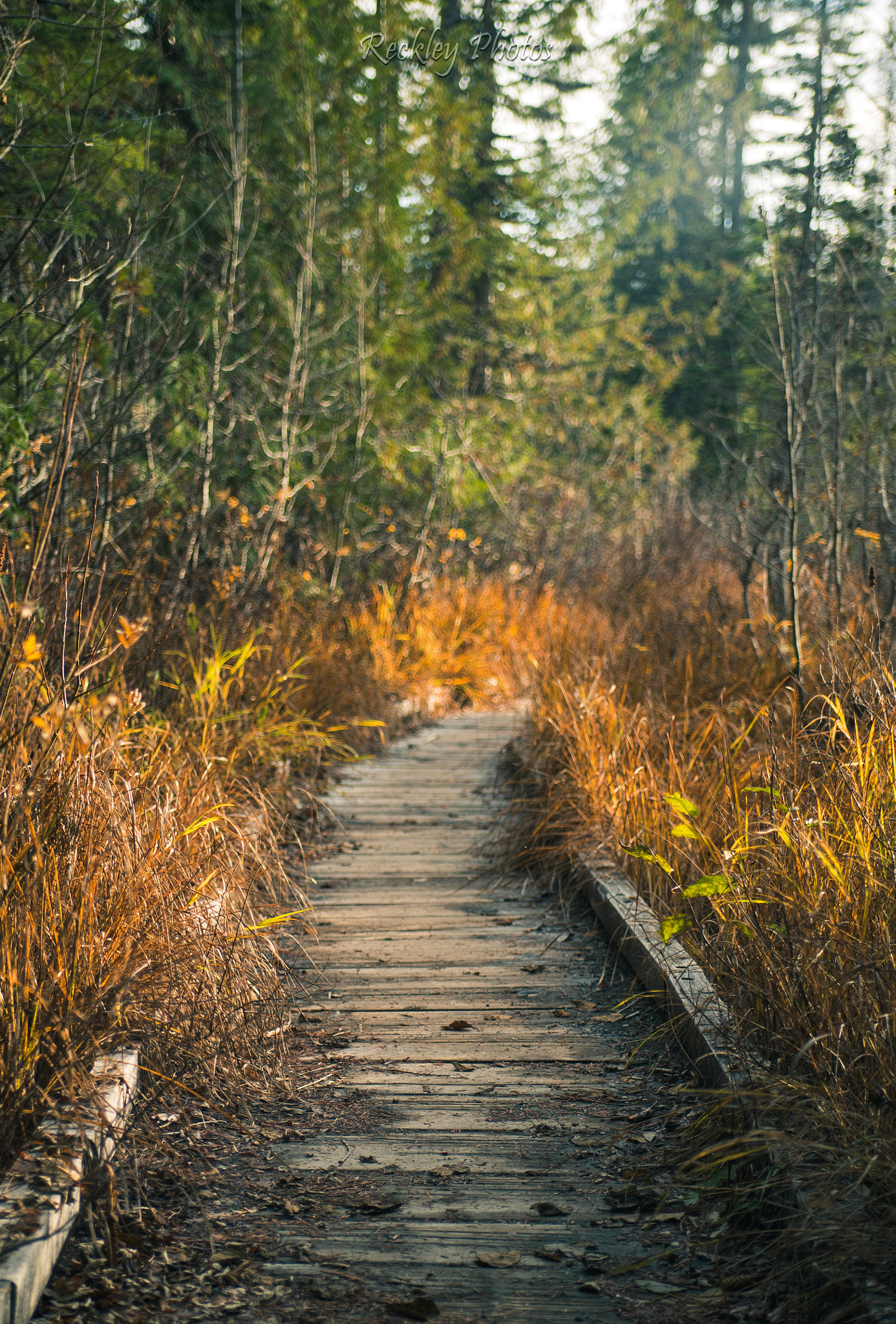 Sony a7S sample photo. Path photography