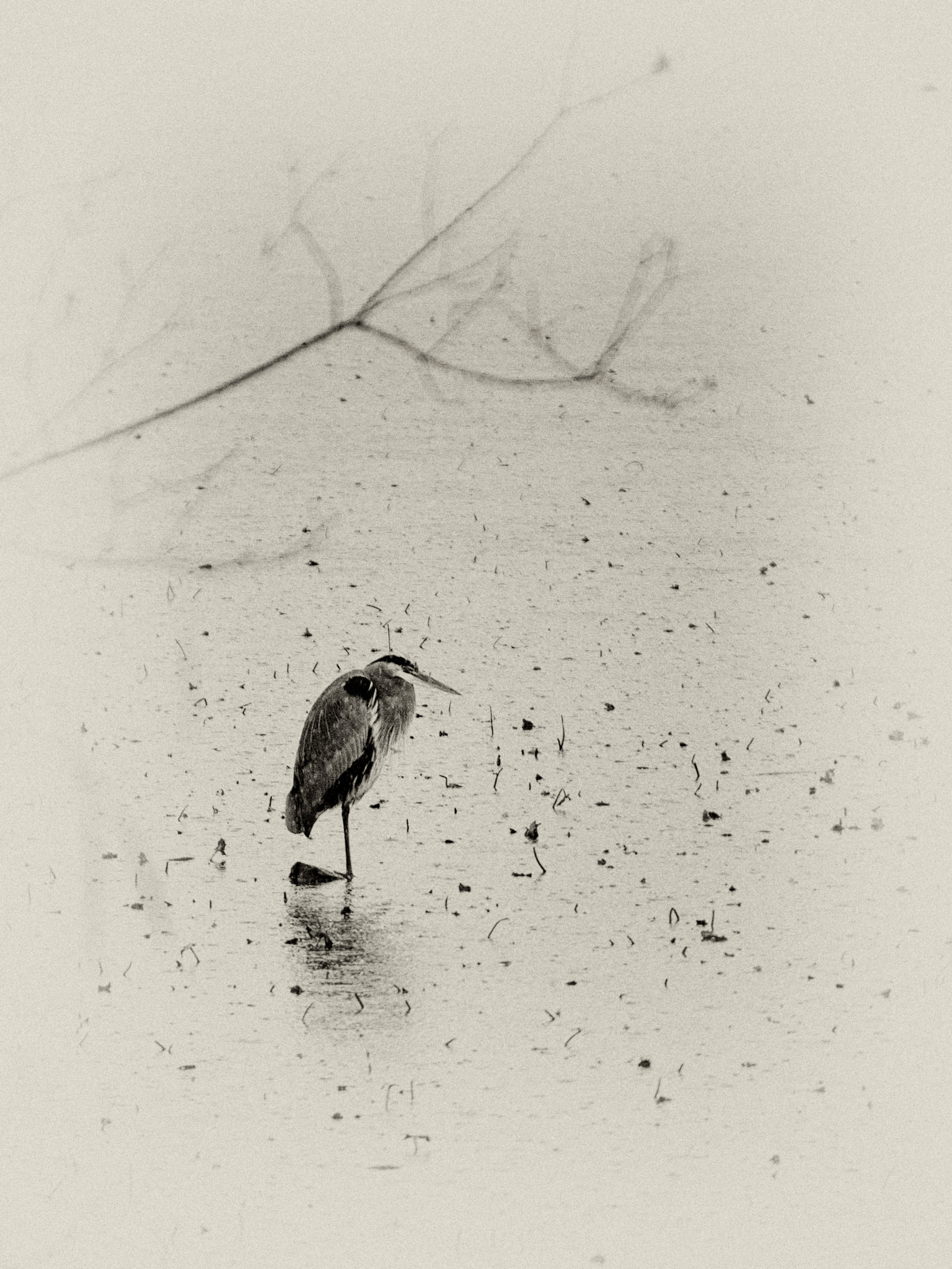 Olympus OM-D E-M5 II + Panasonic Lumix G X Vario 35-100mm F2.8 OIS sample photo. Heron (sepia) photography