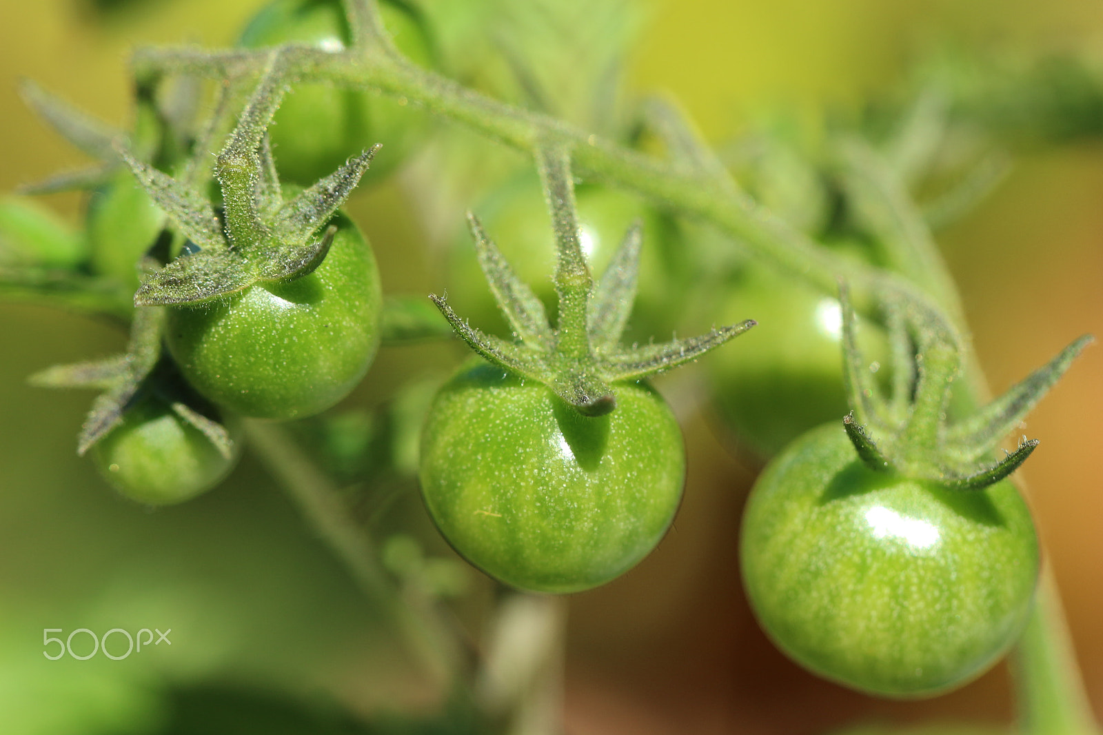 Canon EF 100mm F2.8L Macro IS USM sample photo. Green tomatoes... photography