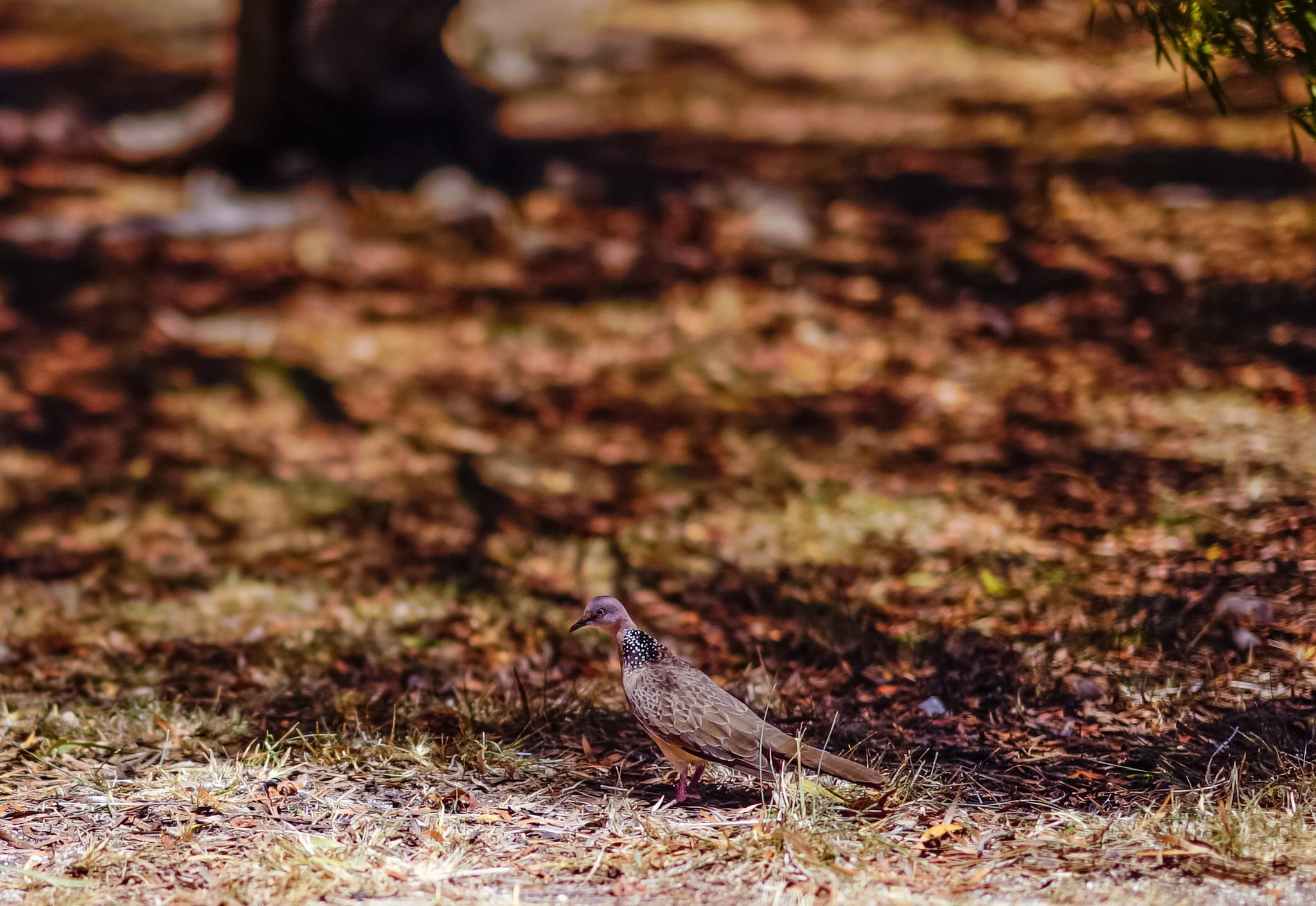 Sony FE 85mm F1.4 GM sample photo. Turtle dove and shadow photography