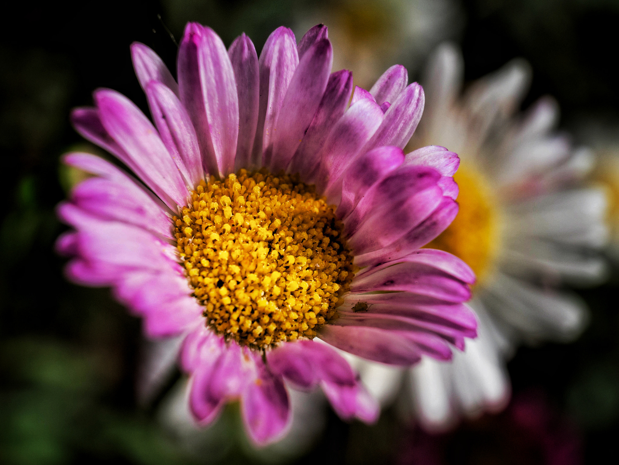 Panasonic Lumix DMC-GX1 sample photo. Blooming photography