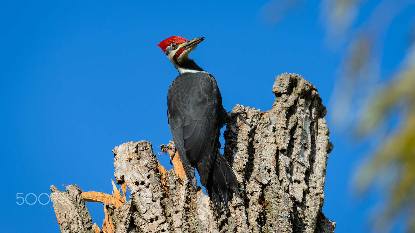 Nikon AF-S Nikkor 500mm F4G ED VR sample photo. Woodpecker looks back photography
