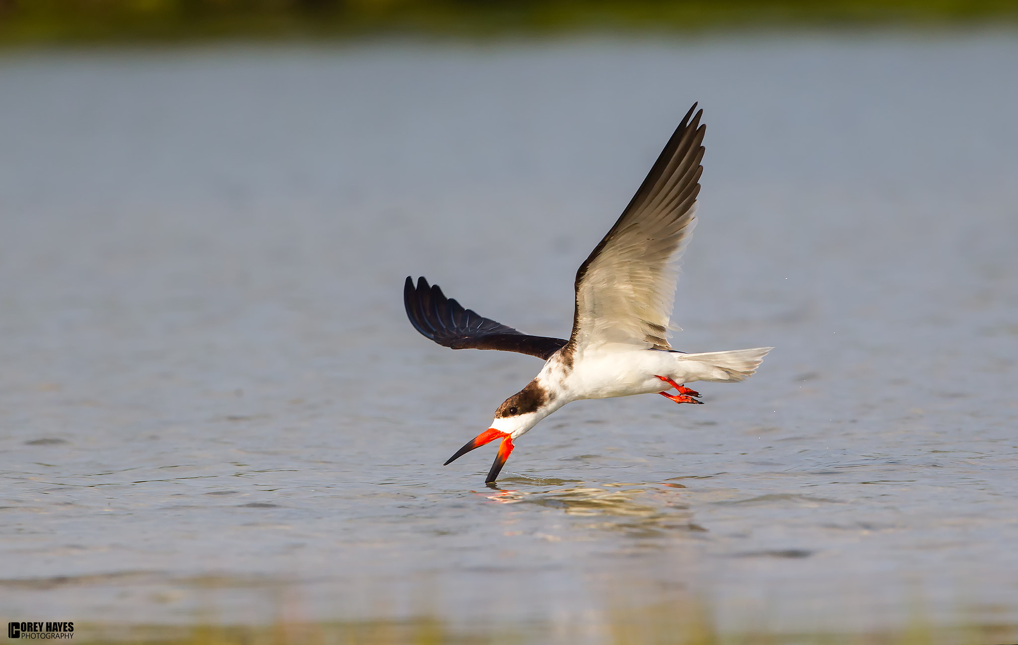 Canon EF 500mm F4L IS USM sample photo. Black skimmer photography