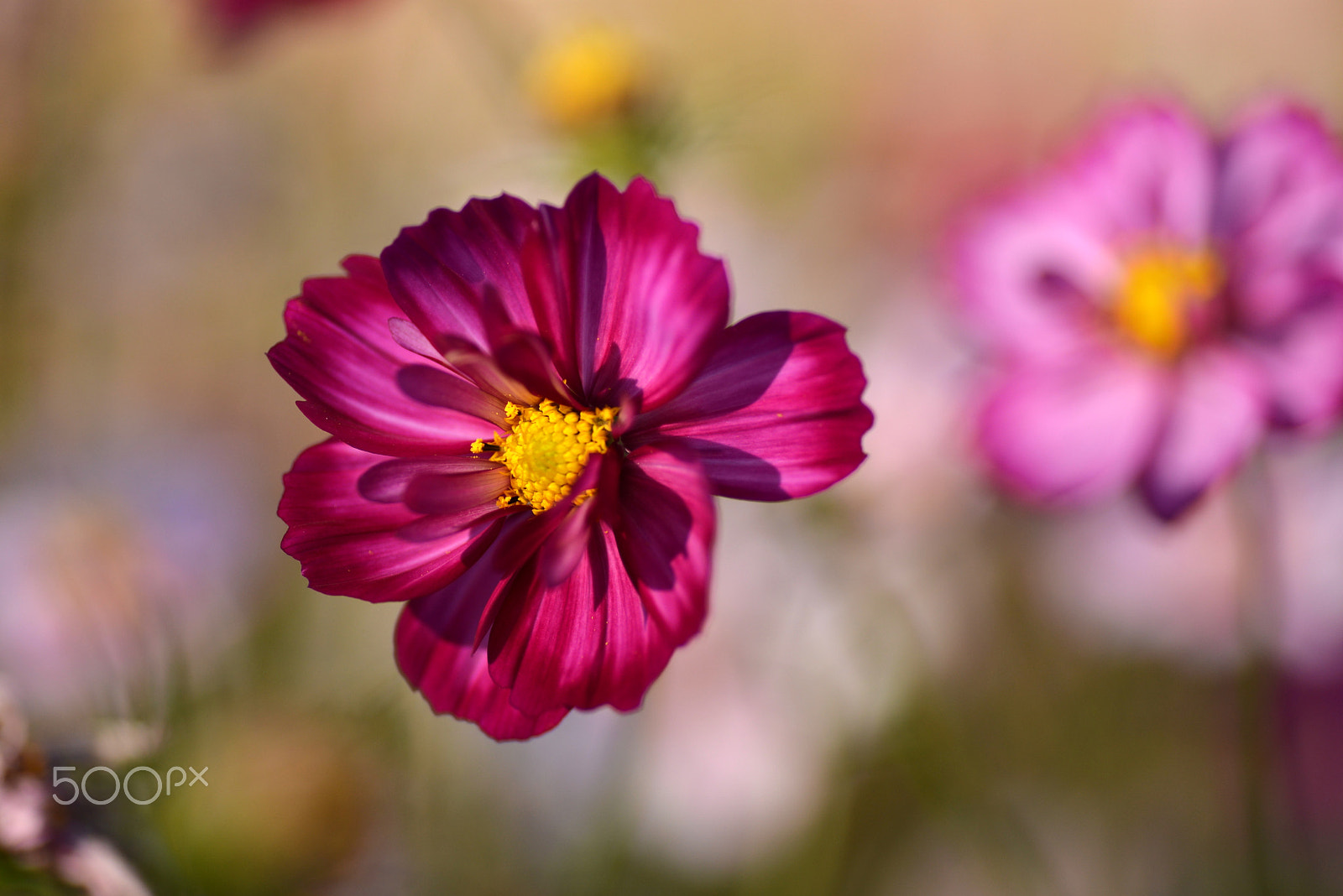 Nikon D600 sample photo. Late fall photography