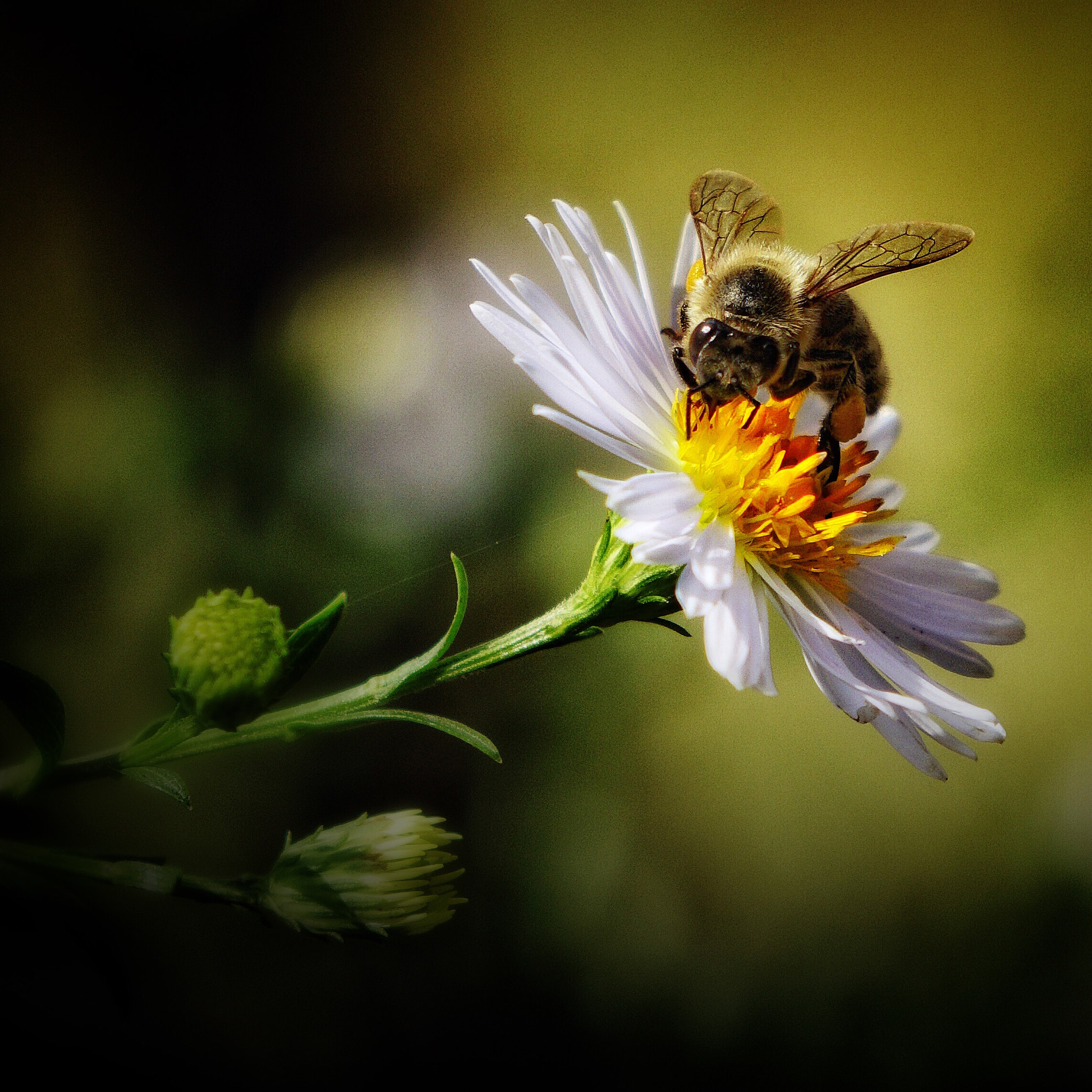Sony 0-1000mm F0.0 sample photo. Honeybee photography