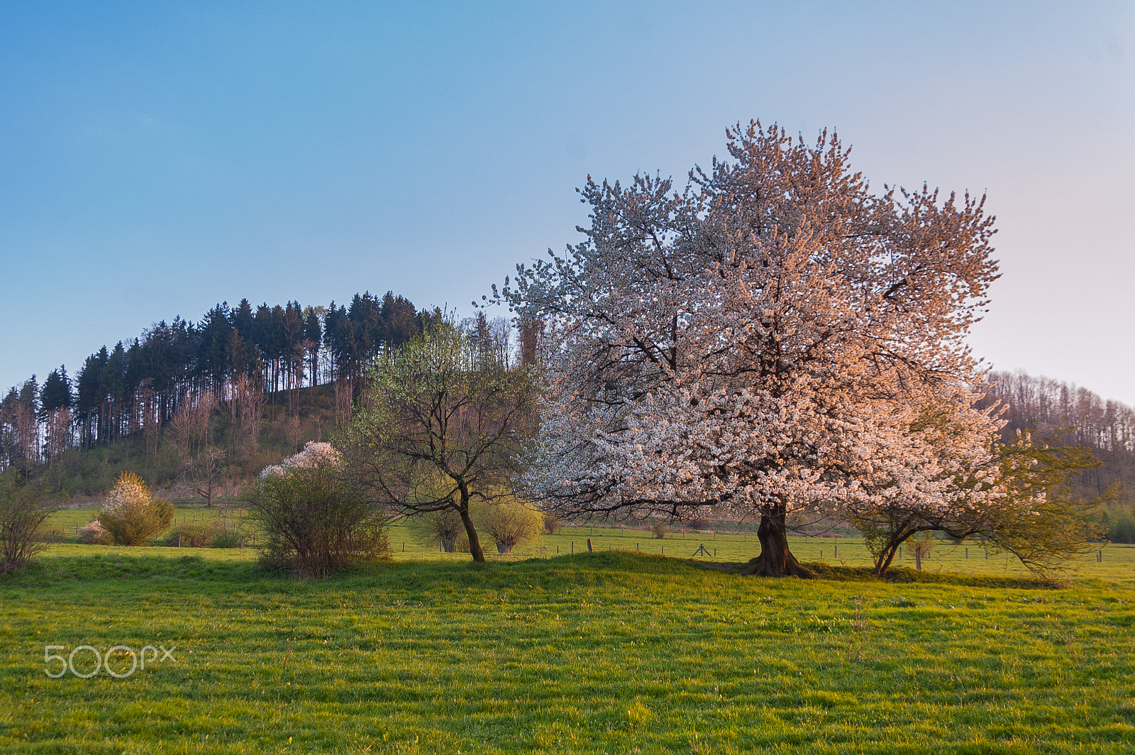 Nikon D50 sample photo. Tree blossoming photography