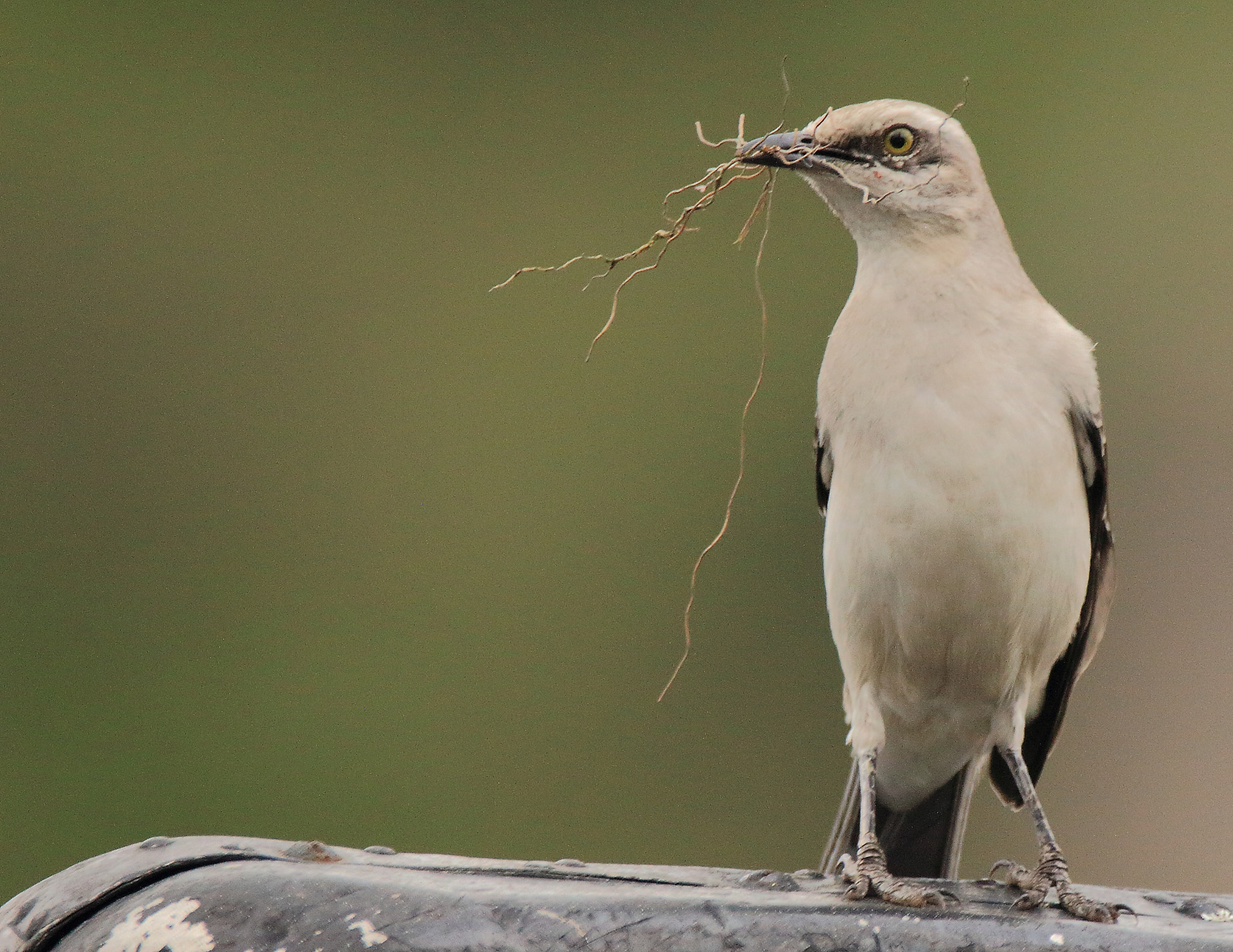 Sigma 150-600mm F5-6.3 DG OS HSM | C sample photo. Mimus gilvus photography