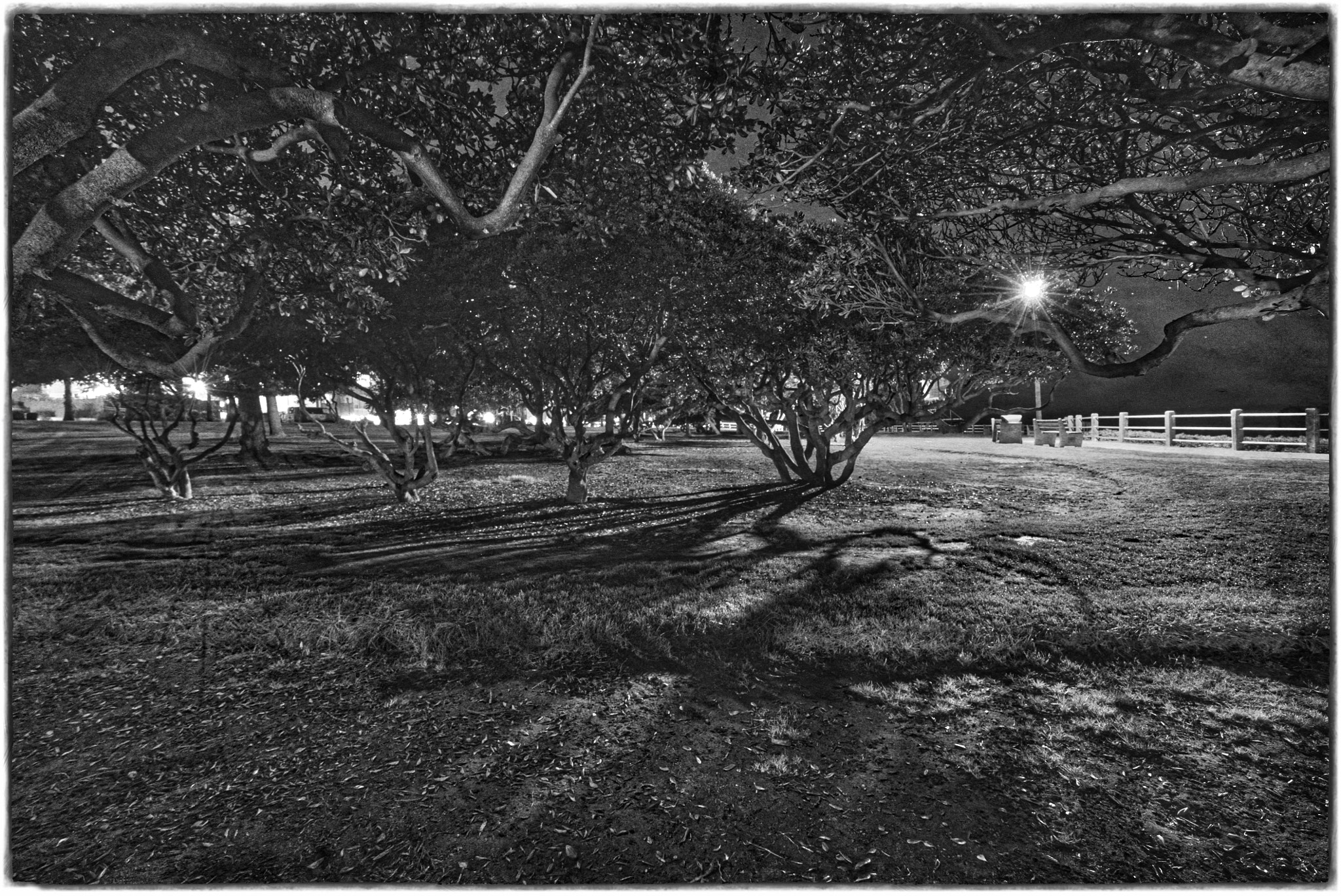 Sony a7S sample photo. La jolla park in the dark photography