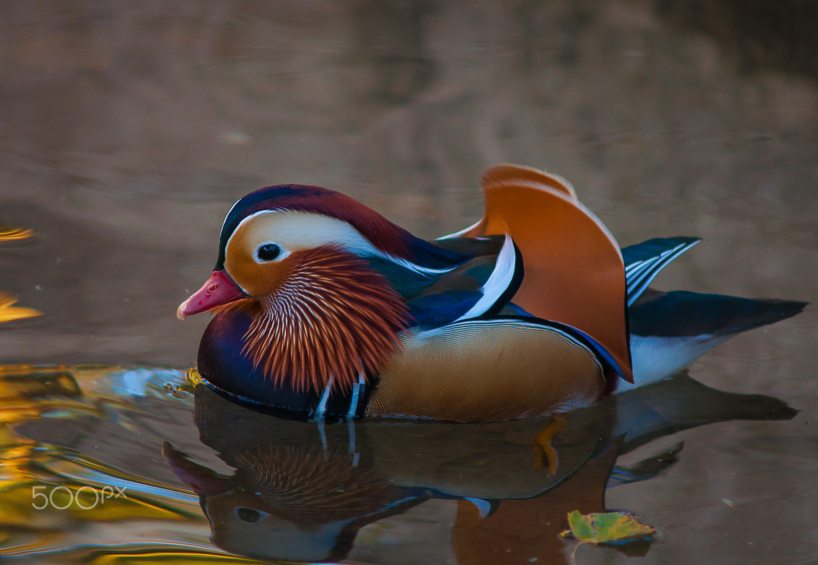 AF Zoom-Nikkor 70-210mm f/4 sample photo. Mandarin duck photography