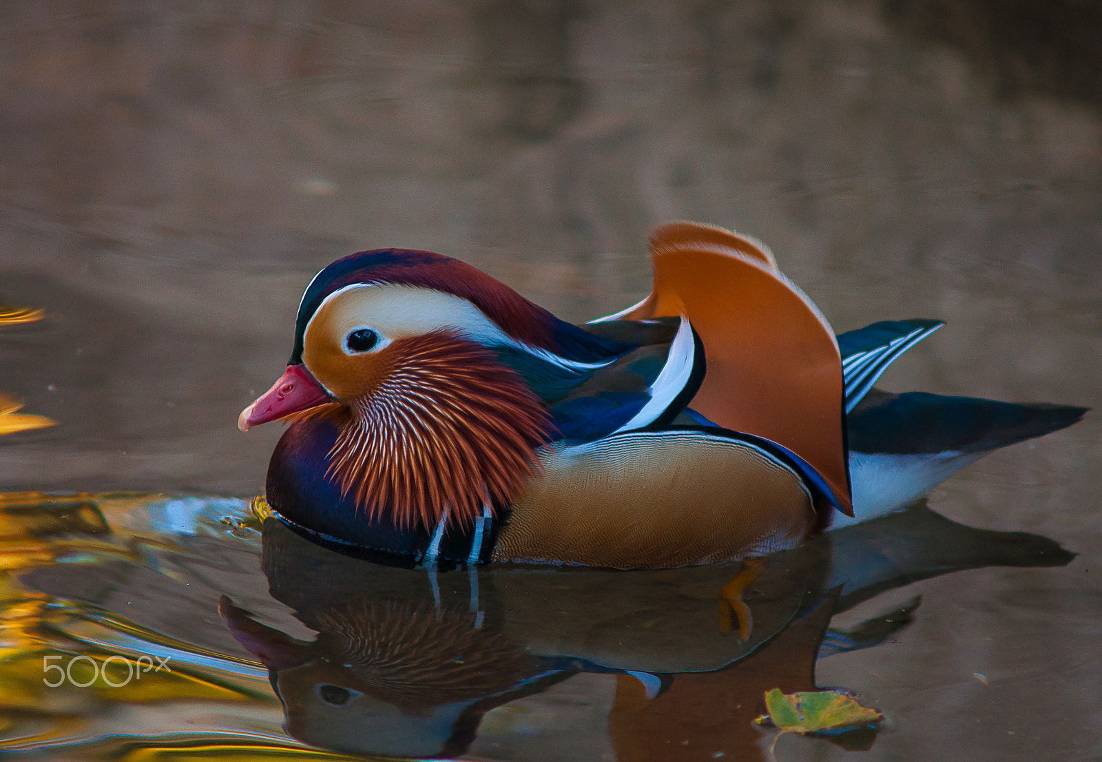 Nikon D90 + AF Zoom-Nikkor 70-210mm f/4 sample photo. Mandarin duck photography