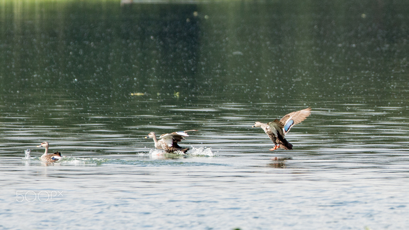 150-600mm F5-6.3 DG OS HSM | Contemporary 015 sample photo. Img photography