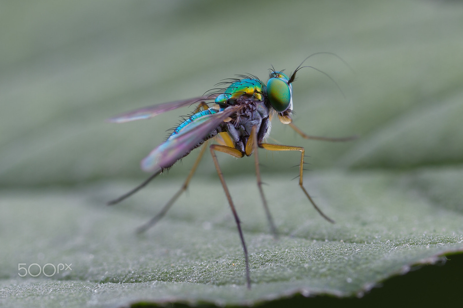 Canon EOS 7D + Canon MP-E 65mm F2.5 1-5x Macro Photo sample photo. 长足虻 photography