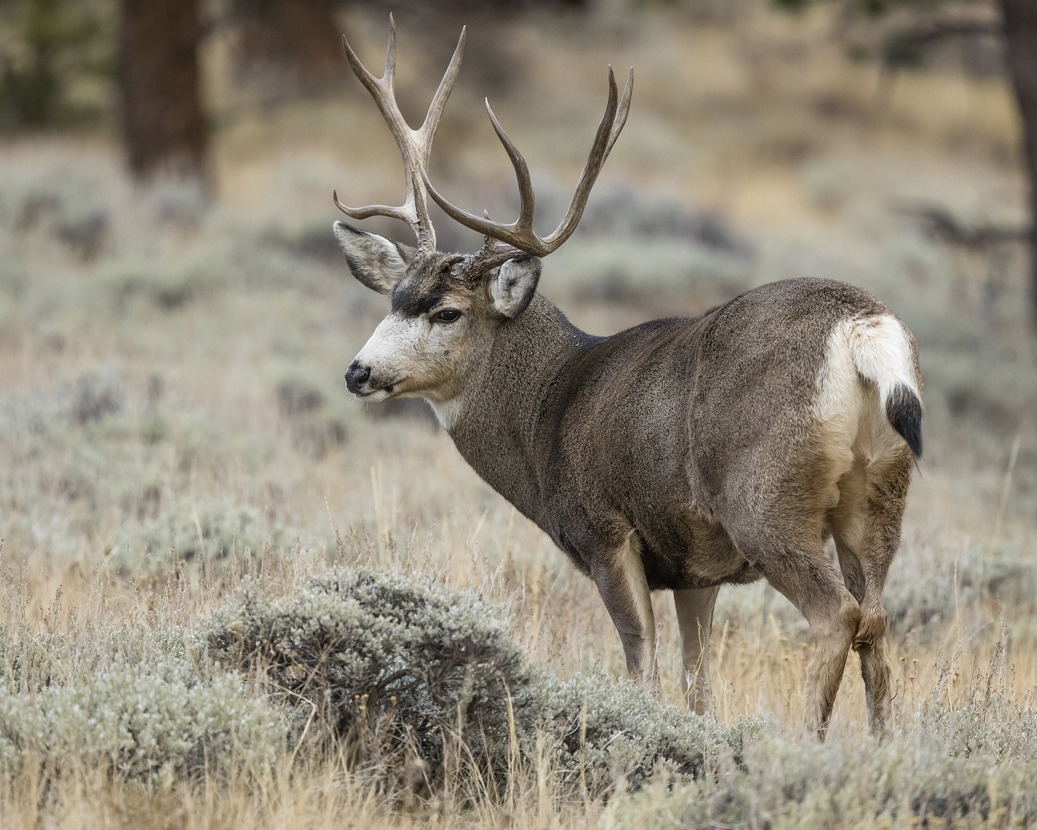 Canon EF 400mm F4 DO IS II USM sample photo. Mule deer buck photography