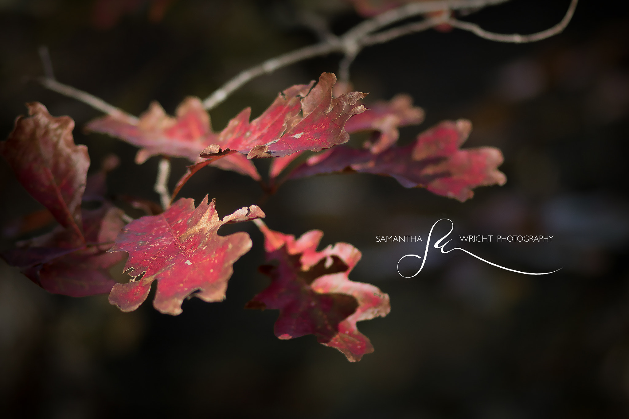 Canon EOS 750D (EOS Rebel T6i / EOS Kiss X8i) + Canon EF 85mm F1.8 USM sample photo. Fall shenanigans photography
