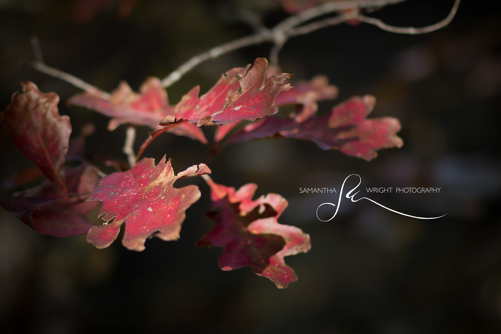Canon EF 85mm F1.8 USM sample photo. Fall shenanigans photography