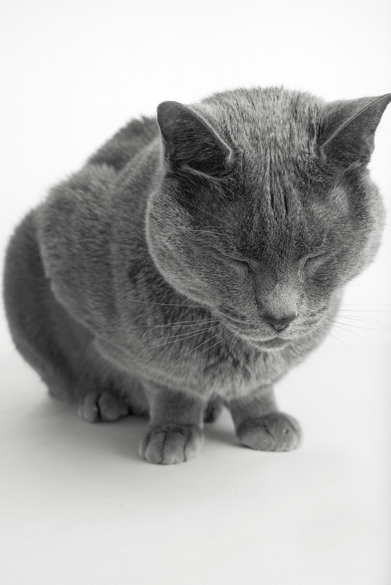 Nikon D610 sample photo. Cat photography