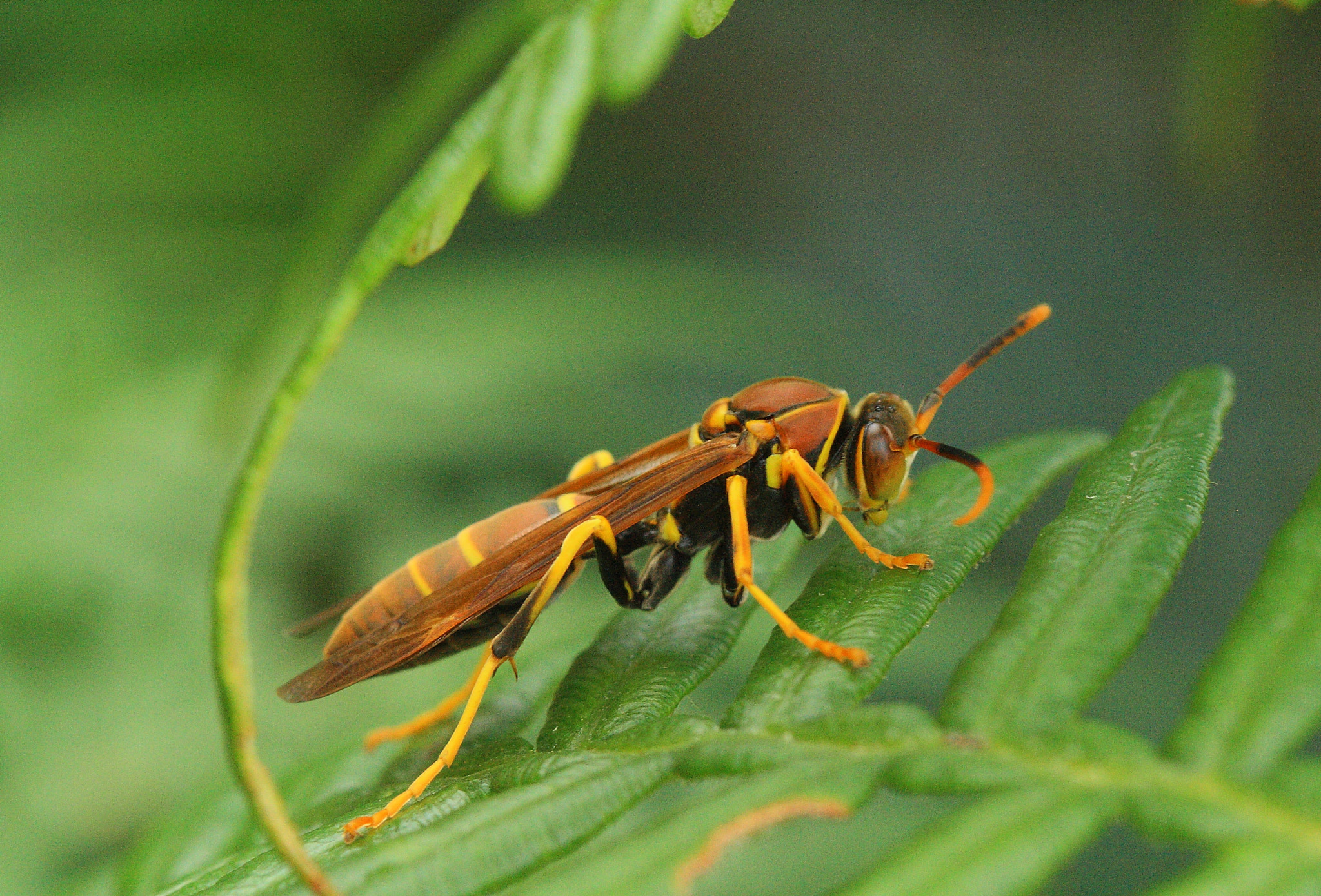 Canon EF 100mm F2.8 Macro USM sample photo. Wasp in colombia photography