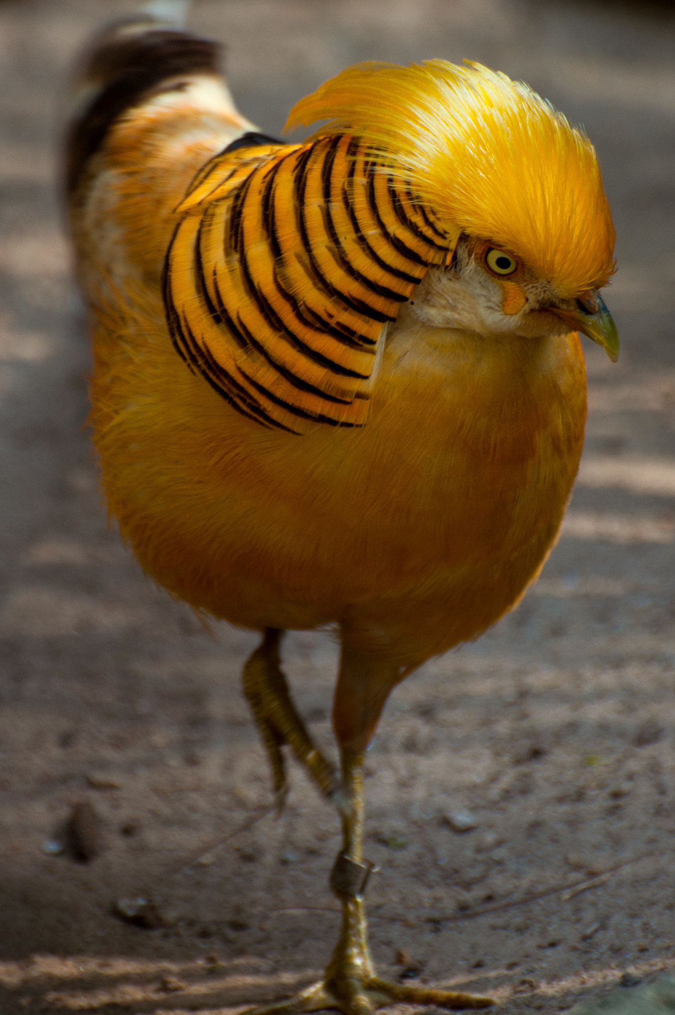 Nikon D5000 sample photo