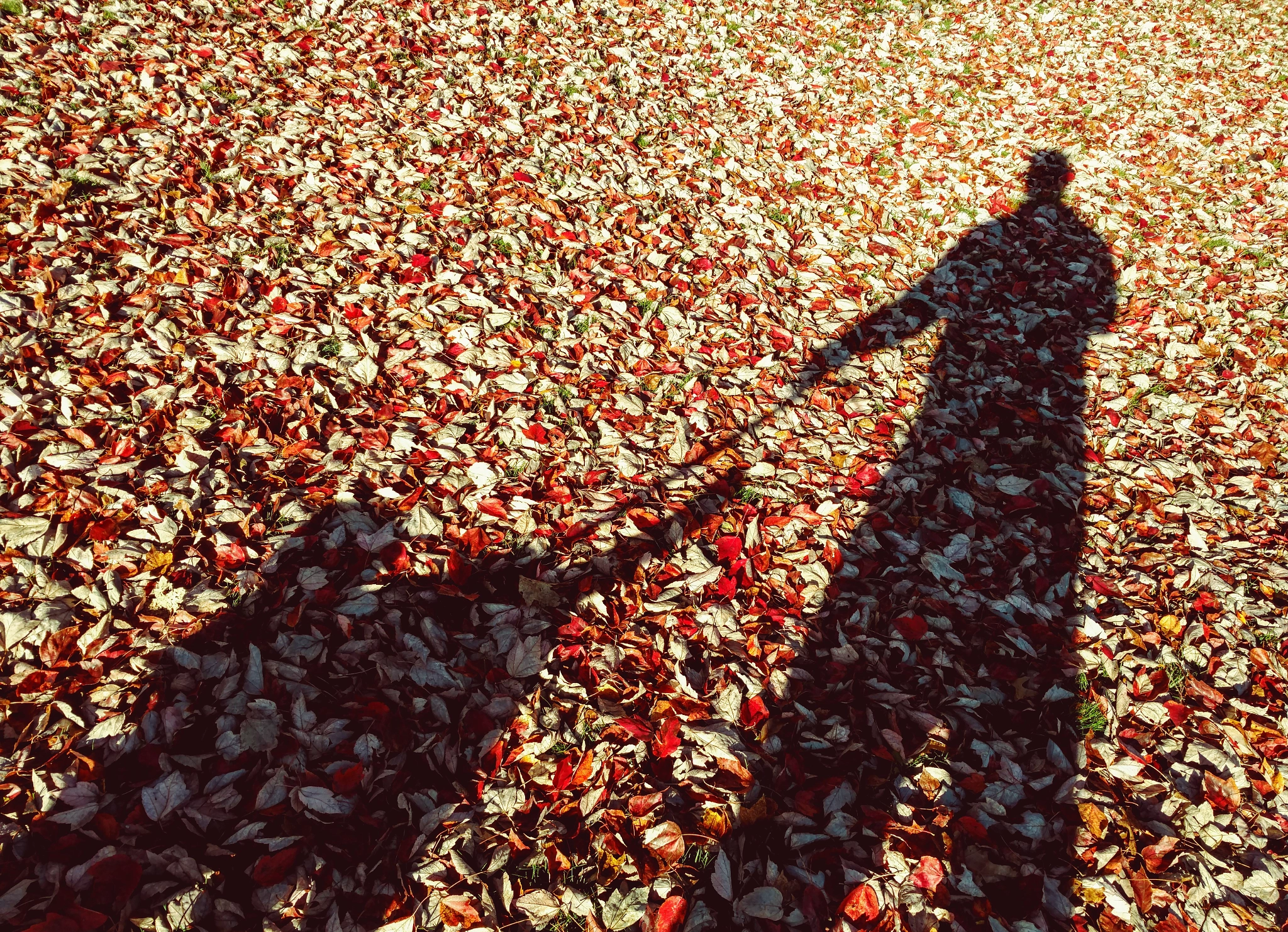 Motorola Moto X Pure Edition sample photo. Fall stroll photography