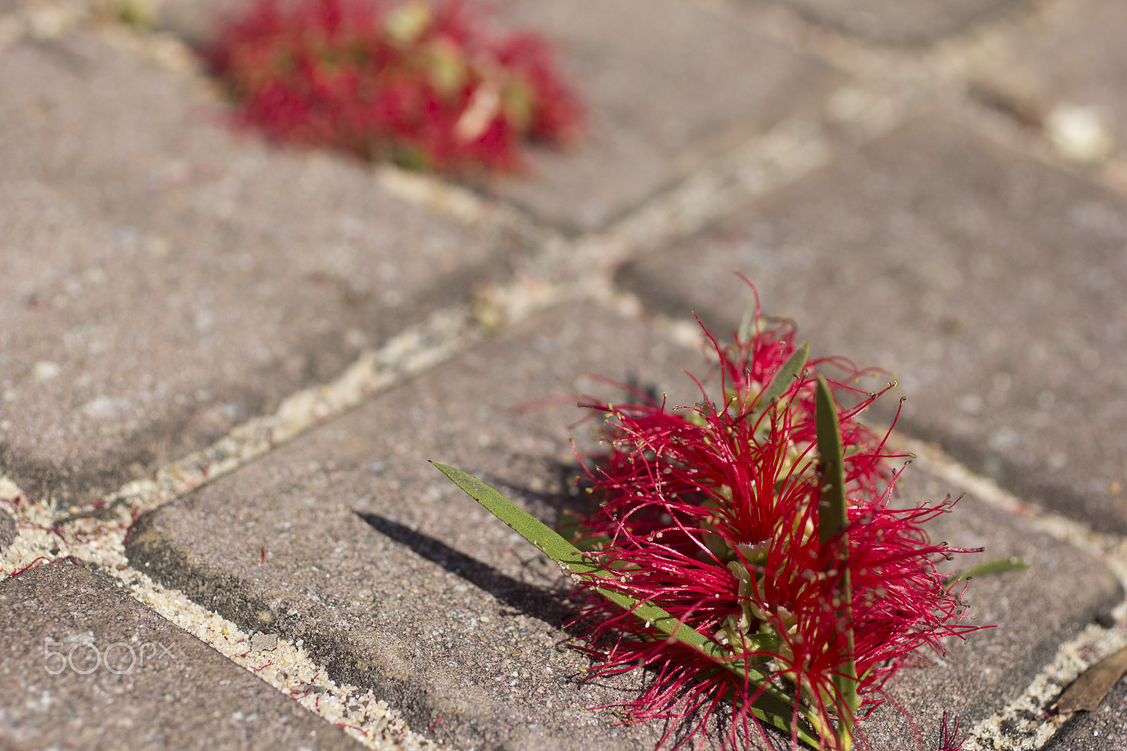Canon EOS 60D + Canon EF 50mm F2.5 Macro sample photo. Kangaroo paw photography