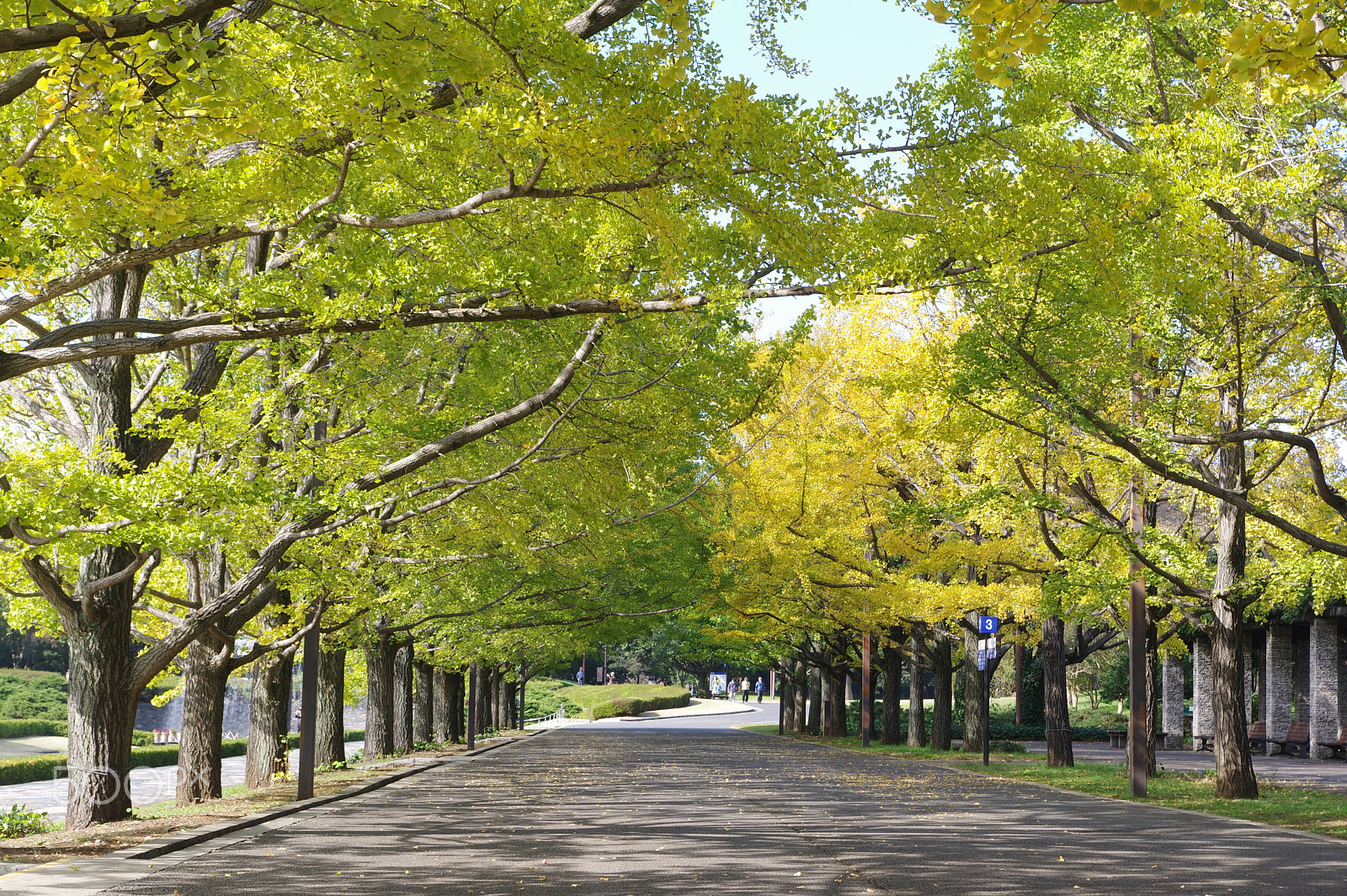smc PENTAX-DA L 18-55mm F3.5-5.6 sample photo. Autumn road photography