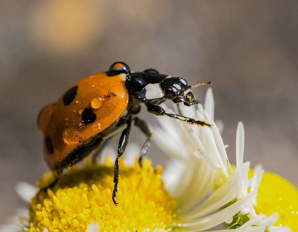 Sony E 30mm F3.5 Macro sample photo
