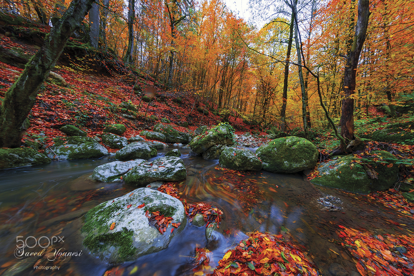 Nikon D810 + Samyang 12mm F2.8 ED AS NCS Fisheye sample photo. Red,yellow.brown photography