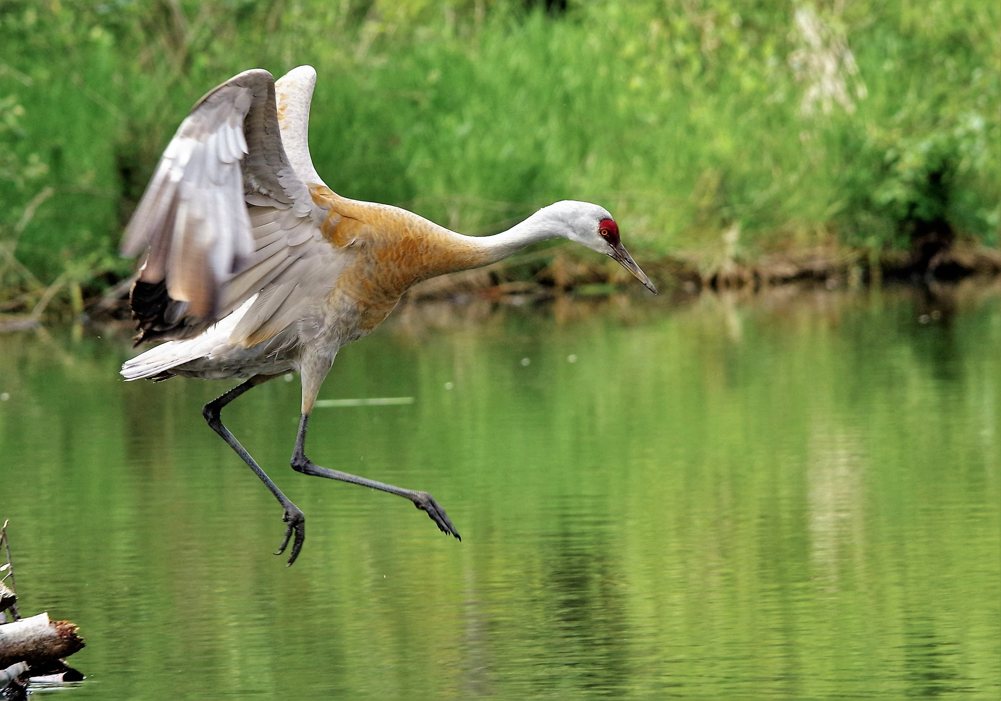 Sigma 150-500mm F5-6.3 DG OS HSM sample photo. Sandhill crane-3 photography