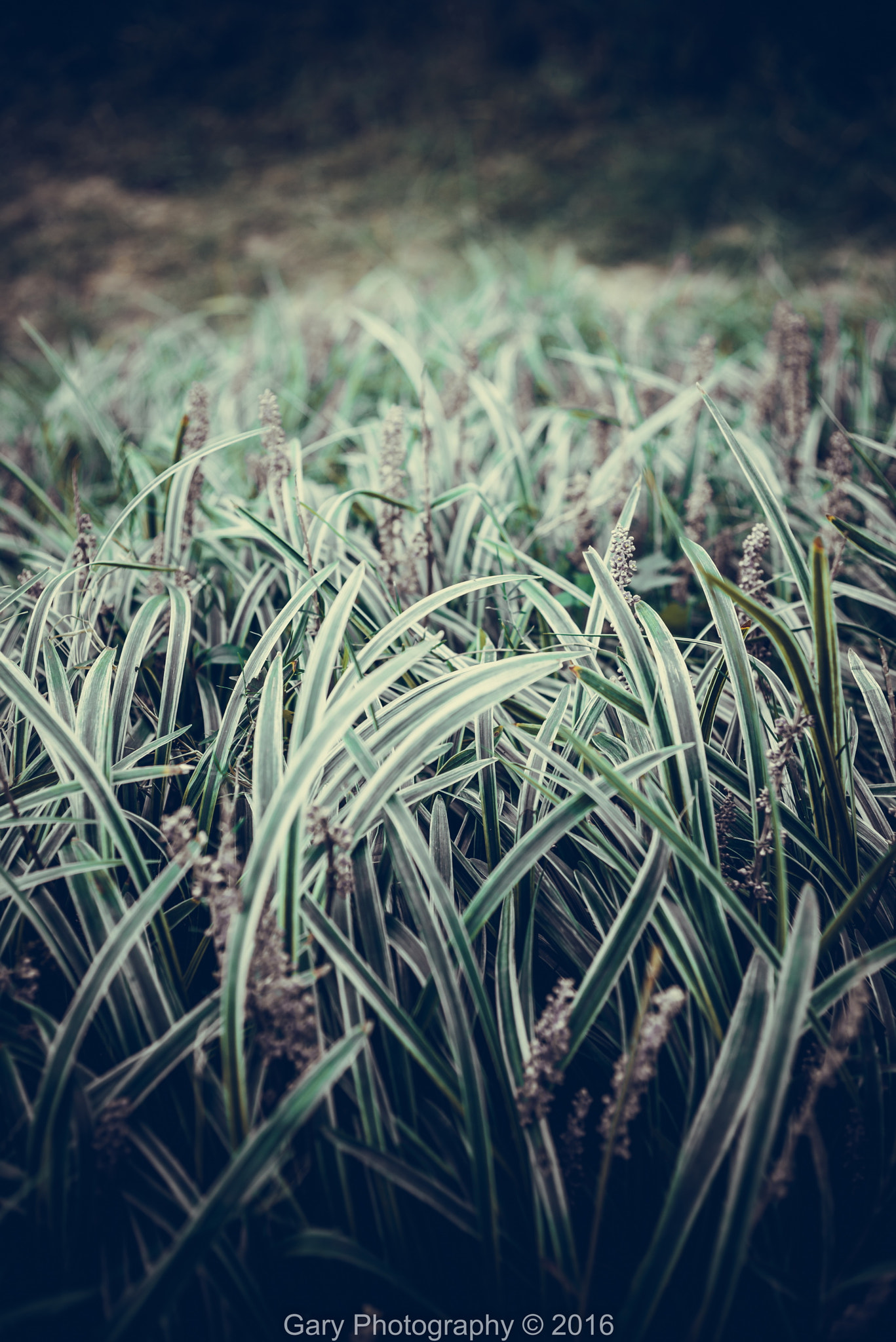 ZEISS Makro-Planar T* 50mm F2 sample photo. 秋草 photography