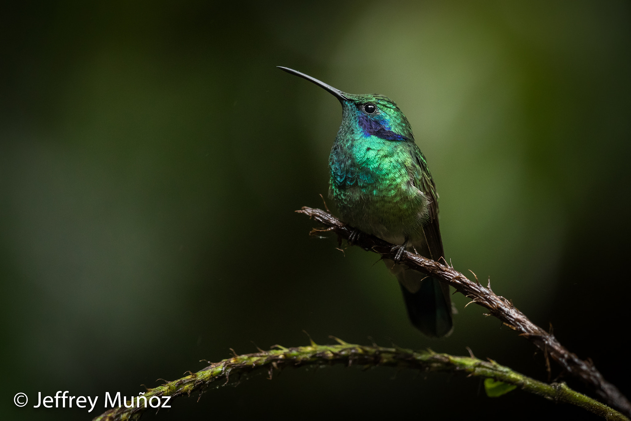 Canon EF 500mm F4L IS II USM sample photo. Green-violet ears photography
