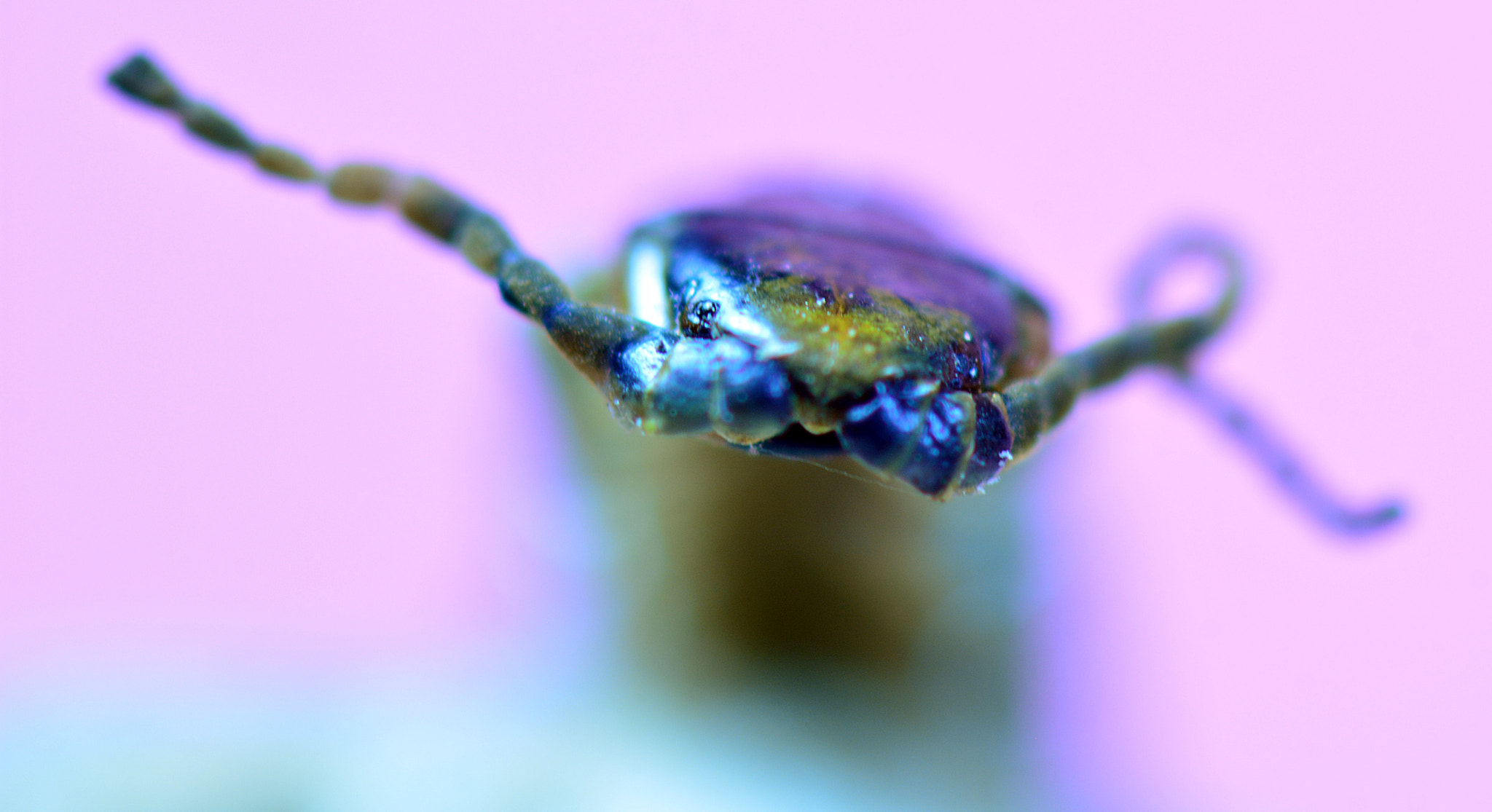 Nikon AF-S Micro-Nikkor 105mm F2.8G IF-ED VR sample photo. Centipede photography