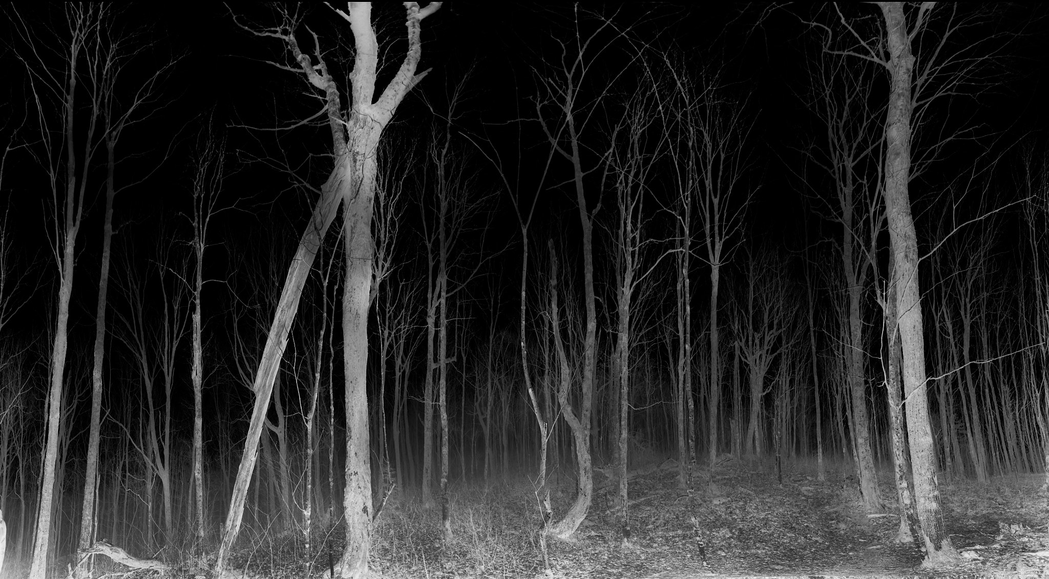 Sony a7 sample photo. Fog trees night photography