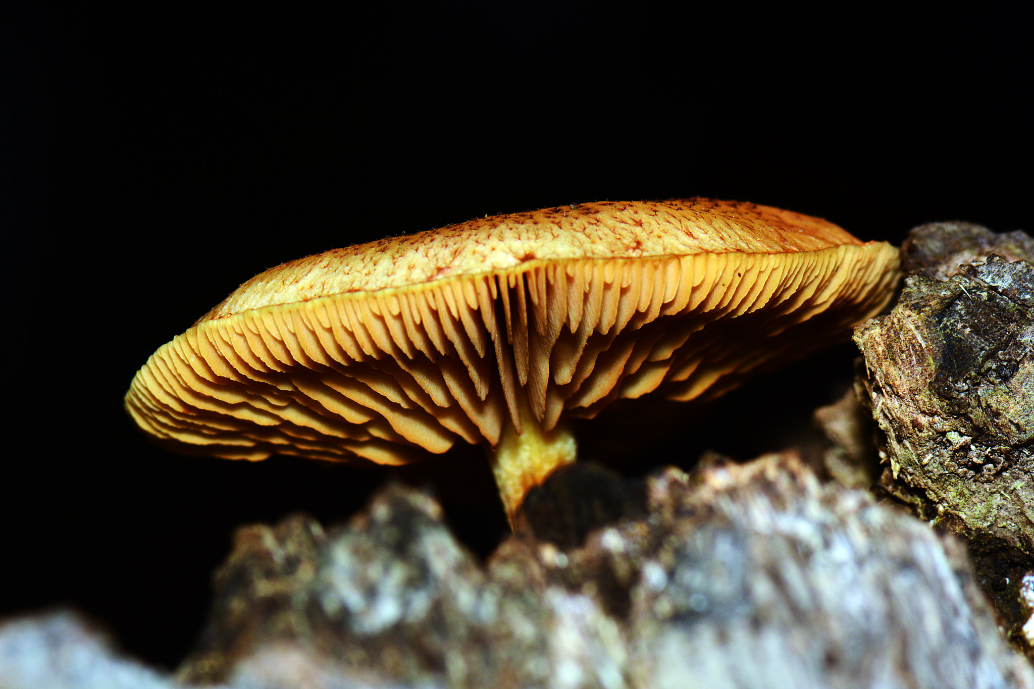 Nikon D5200 sample photo. Low angle mushroom photography