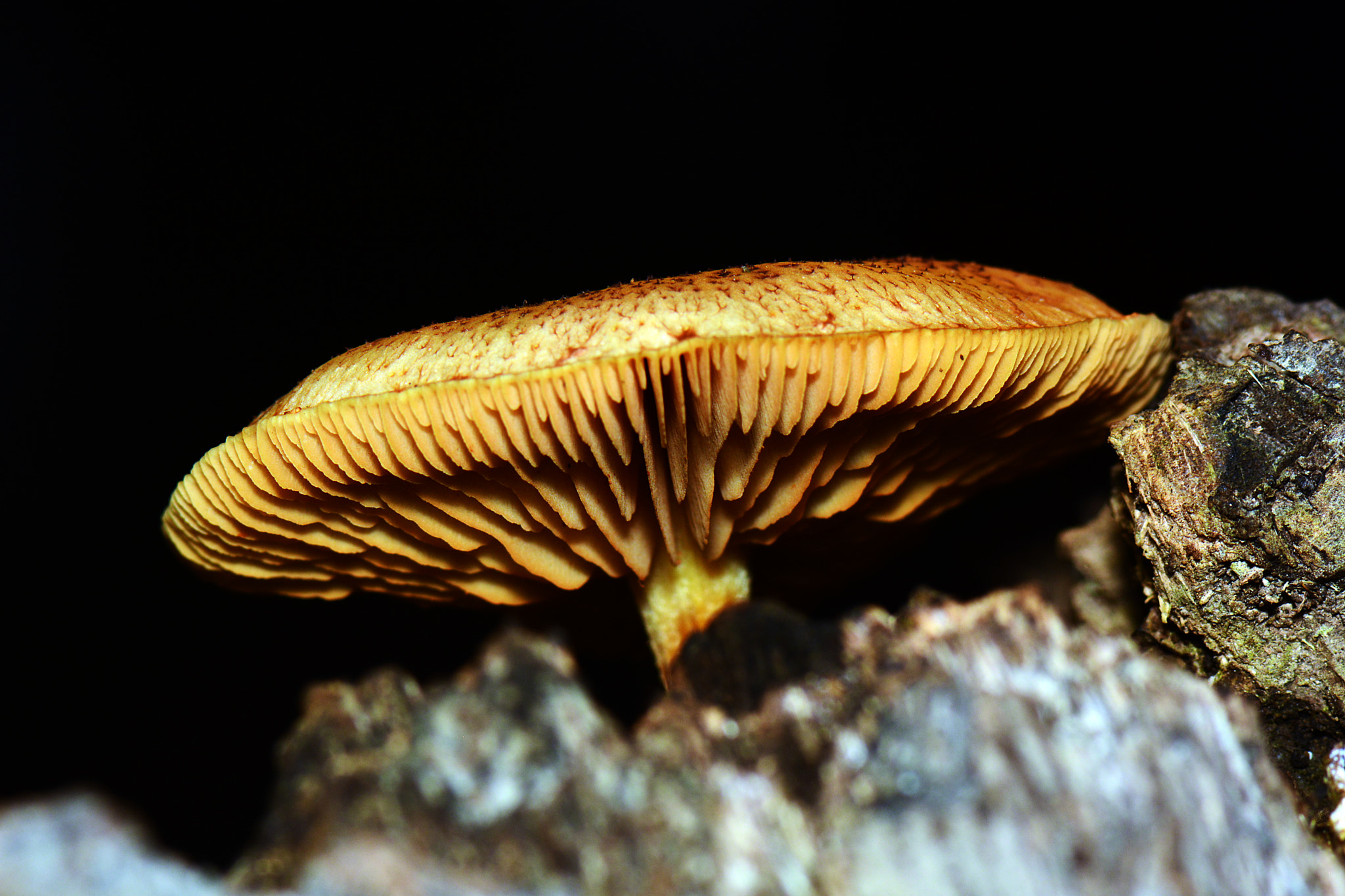 Nikon AF-S Micro-Nikkor 105mm F2.8G IF-ED VR sample photo. Low angle mushroom photography
