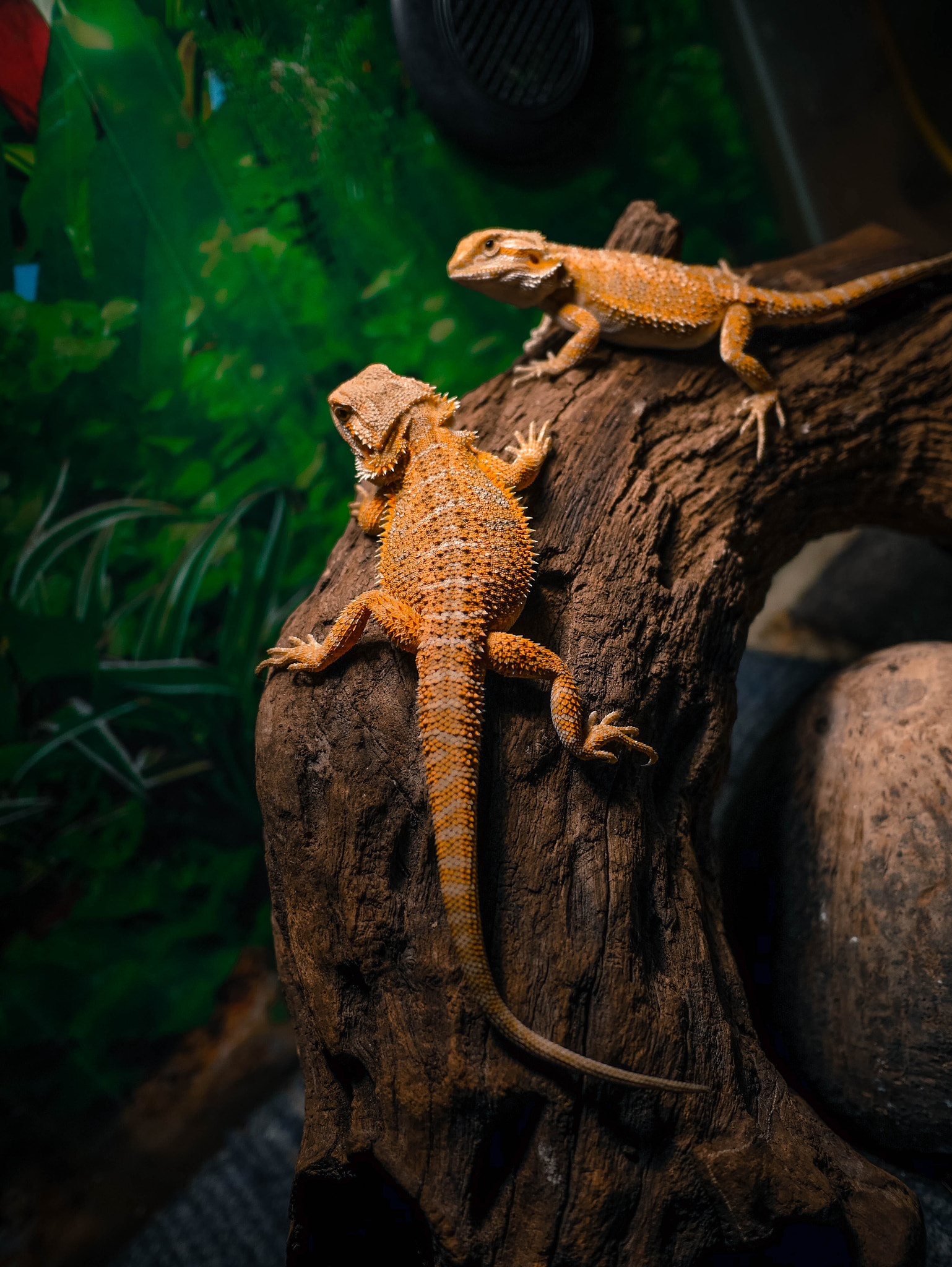 Panasonic Lumix DMC-GX7 + Panasonic Lumix G 14mm F2.5 ASPH sample photo. My bearded dragon photography