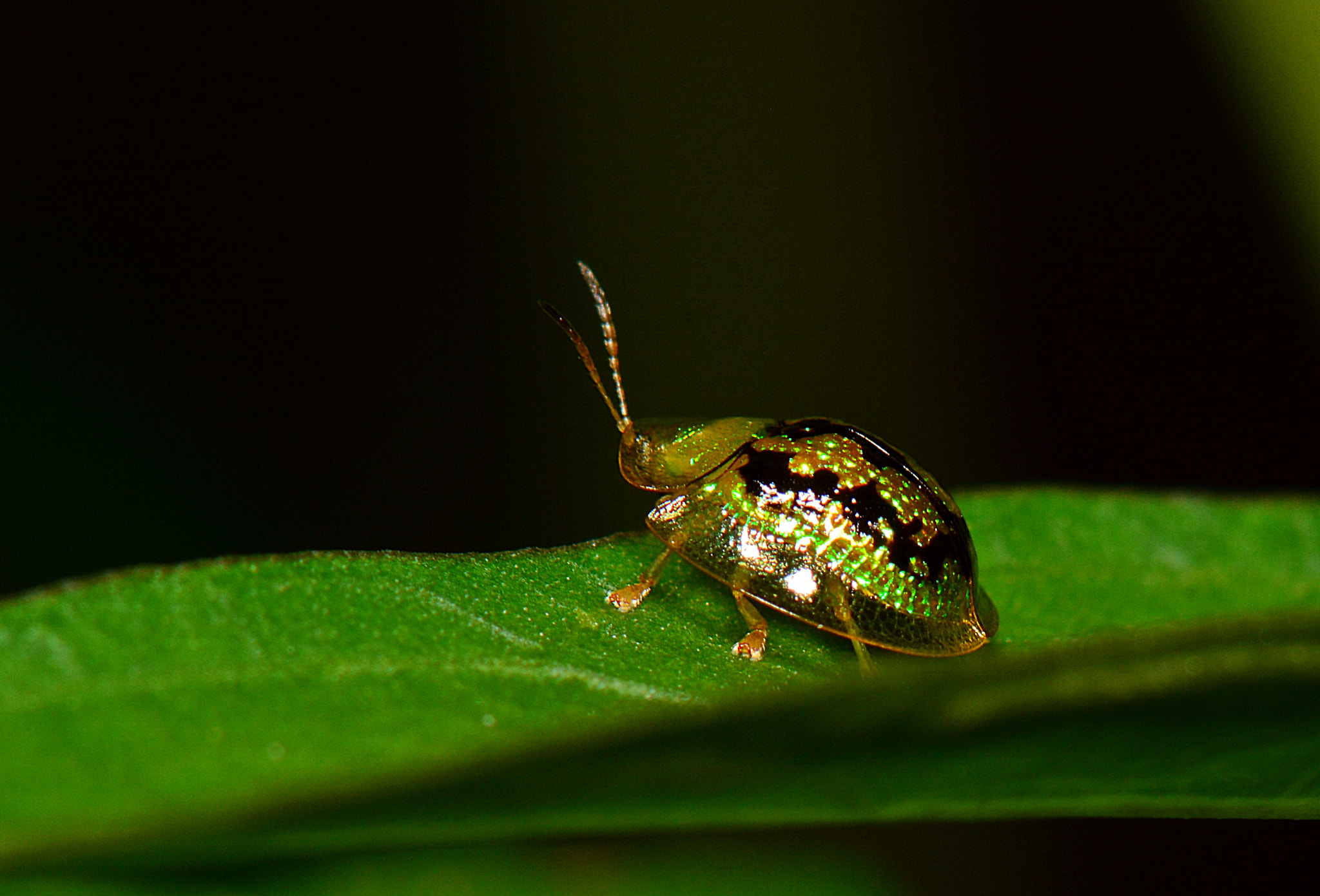 Nikon AF-S Micro-Nikkor 105mm F2.8G IF-ED VR sample photo. Tortoise golden beetle. photography