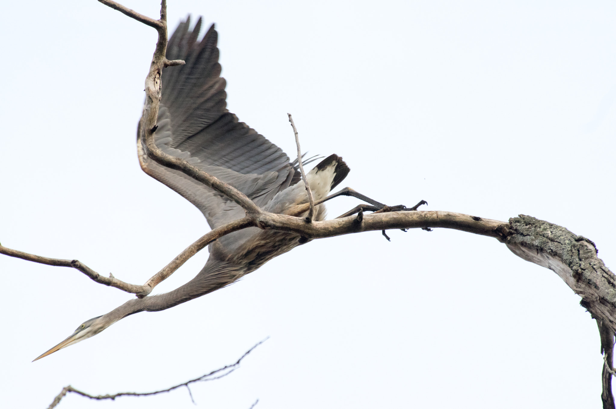 Pentax K-3 sample photo. Taking flight photography