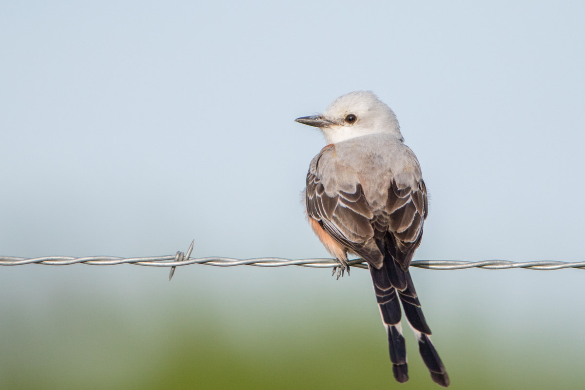 Canon EOS 7D Mark II + Canon EF 200-400mm F4L IS USM Extender 1.4x sample photo. Scissor-tailed flycatcher photography