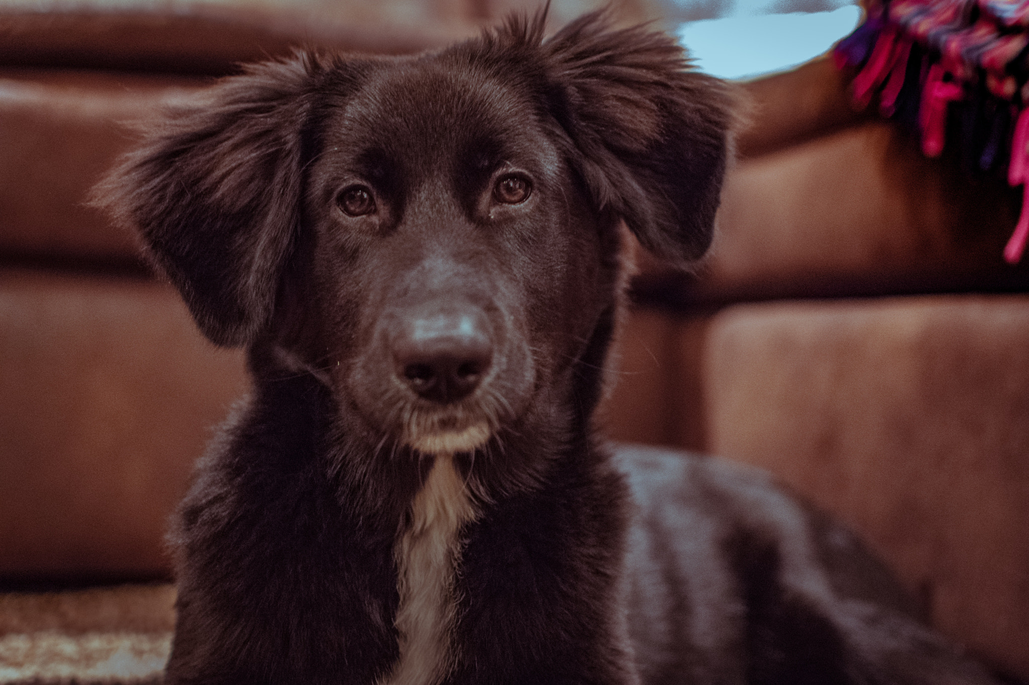 Nikon D3400 + Nikon AF-S DX Nikkor 35mm F1.8G sample photo. Labrador photography