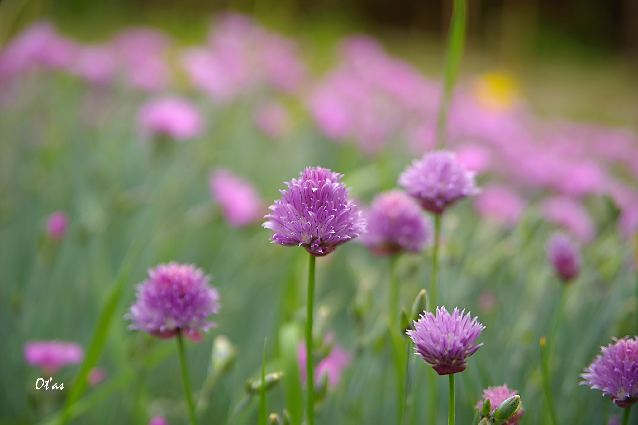 Pentax K-1 + Tamron AF 28-75mm F2.8 XR Di LD Aspherical (IF) sample photo. Flowers photography