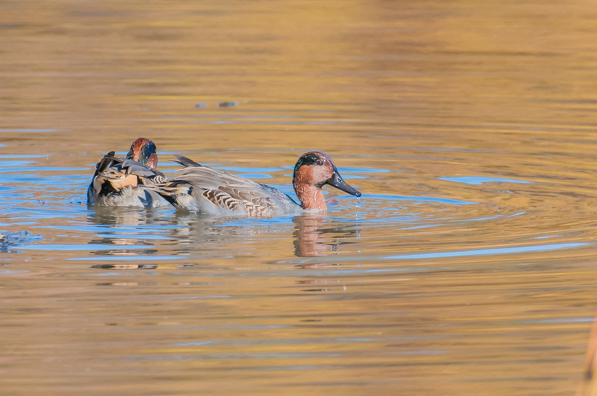 Nikon AF-S Nikkor 200-500mm F5.6E ED VR sample photo. 11082016-140-1.jpg photography