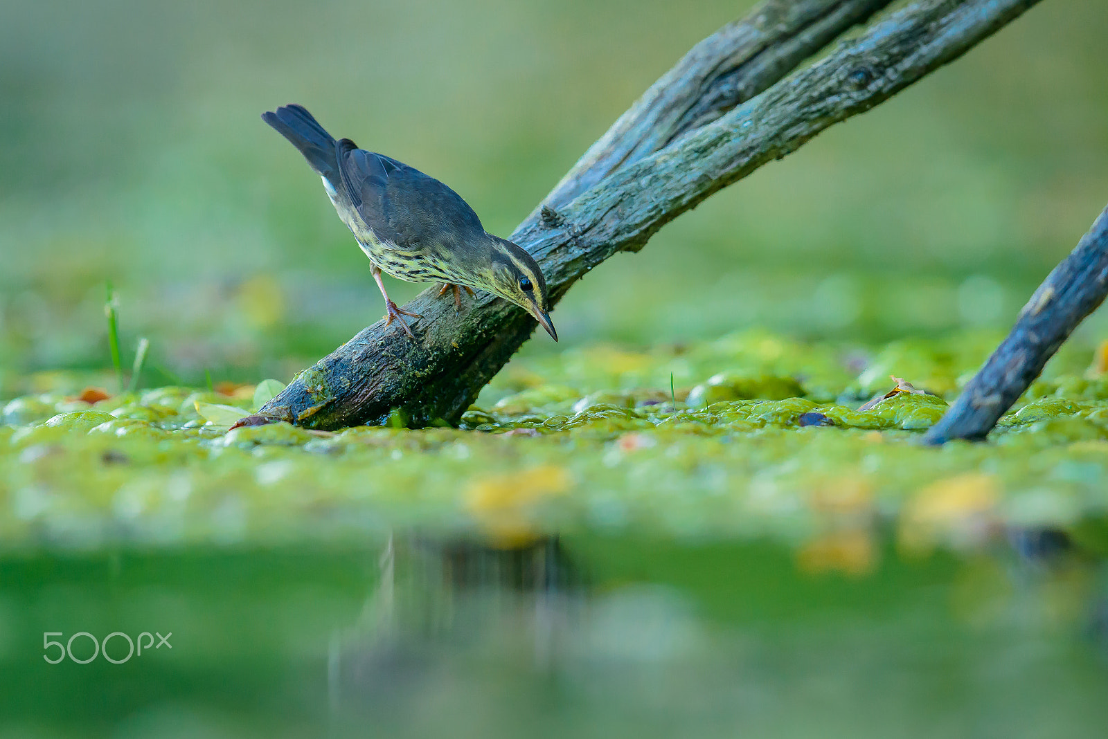 Nikon D800 sample photo. Waterthrush at the pond photography